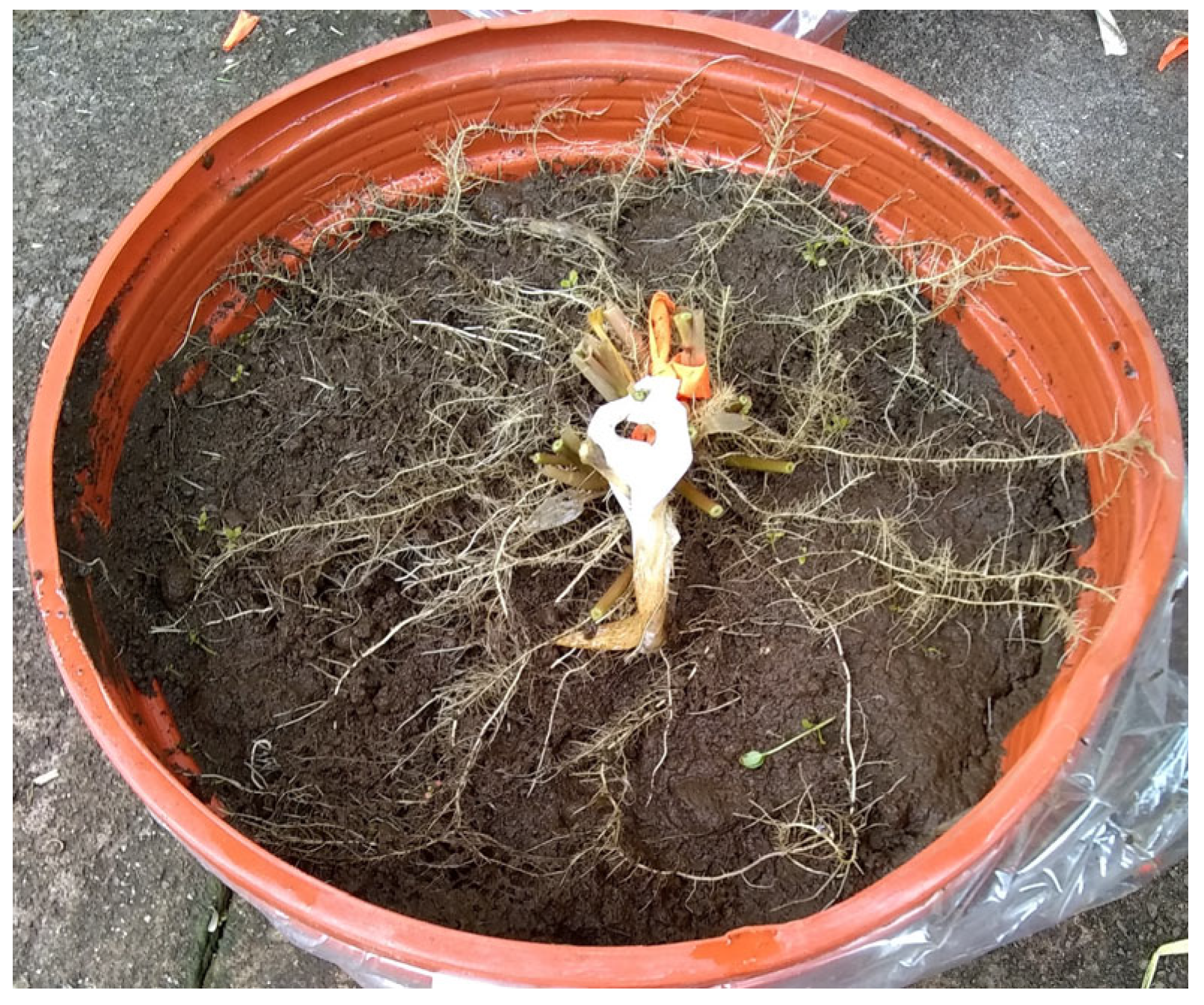 Stresses 04 00020 g002 Stresses 04 00020 g002