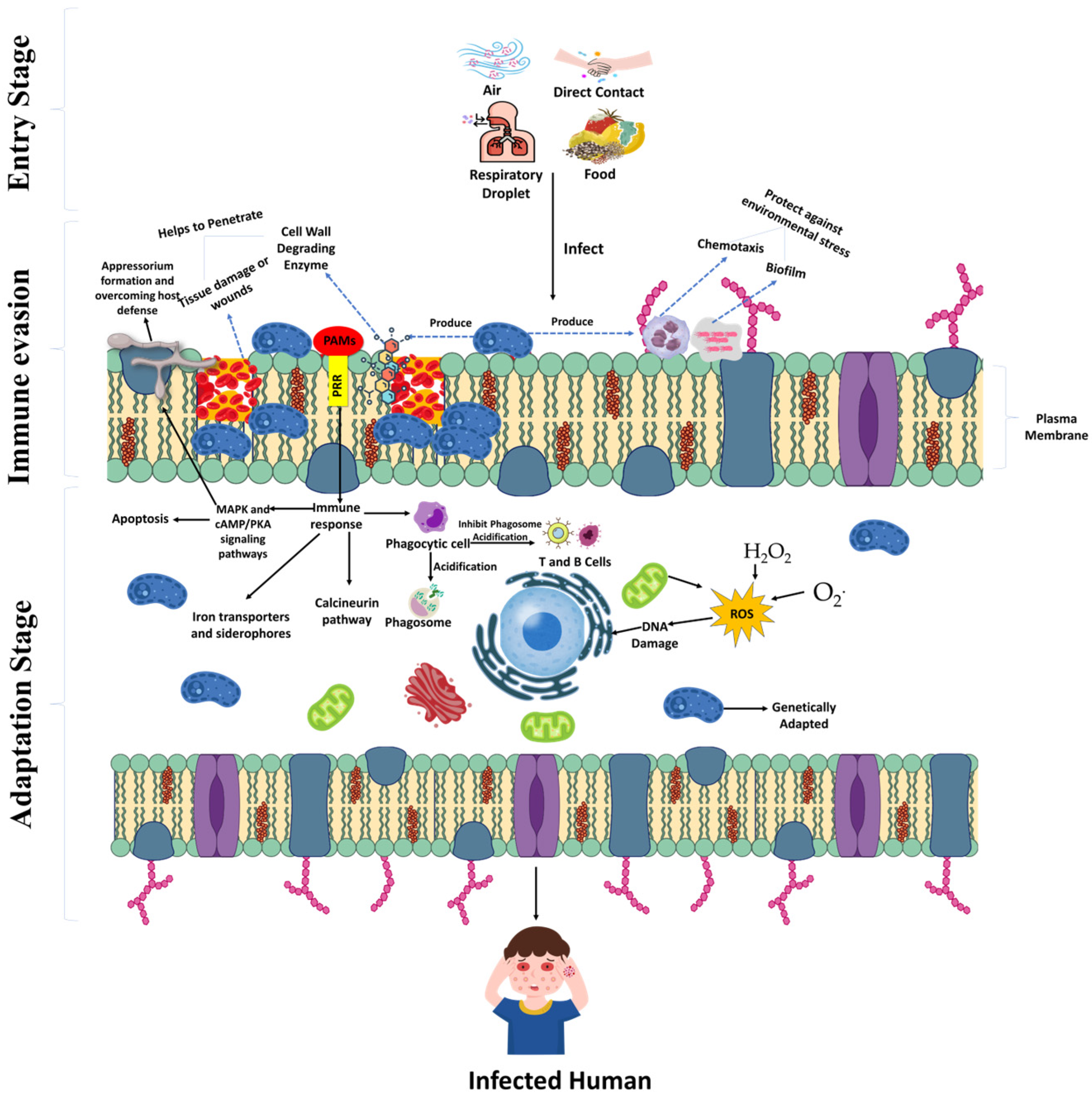 Stresses 05 00028 g002