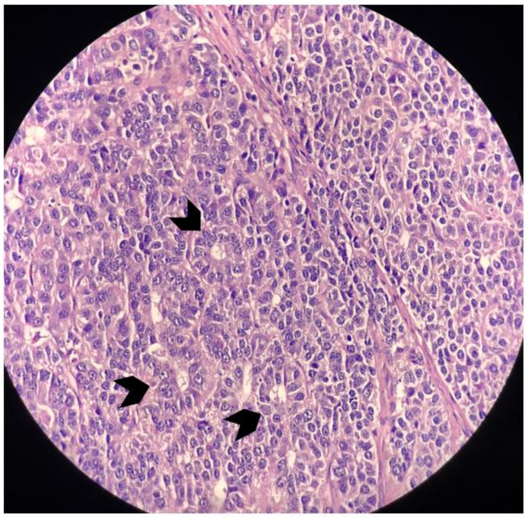 Surgeries 04 00009 g010