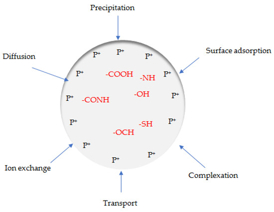 Sustainable Chemistry Free Full Text Lignocellulosic Based Sorbents A Review Html