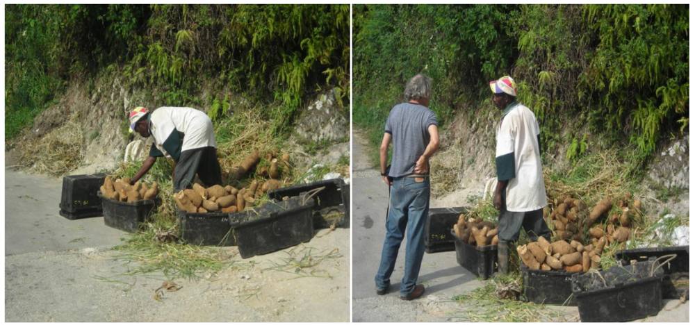 Trelawny Is Jamaica's 'Yam Belt' And Where Yam Legends Are Made