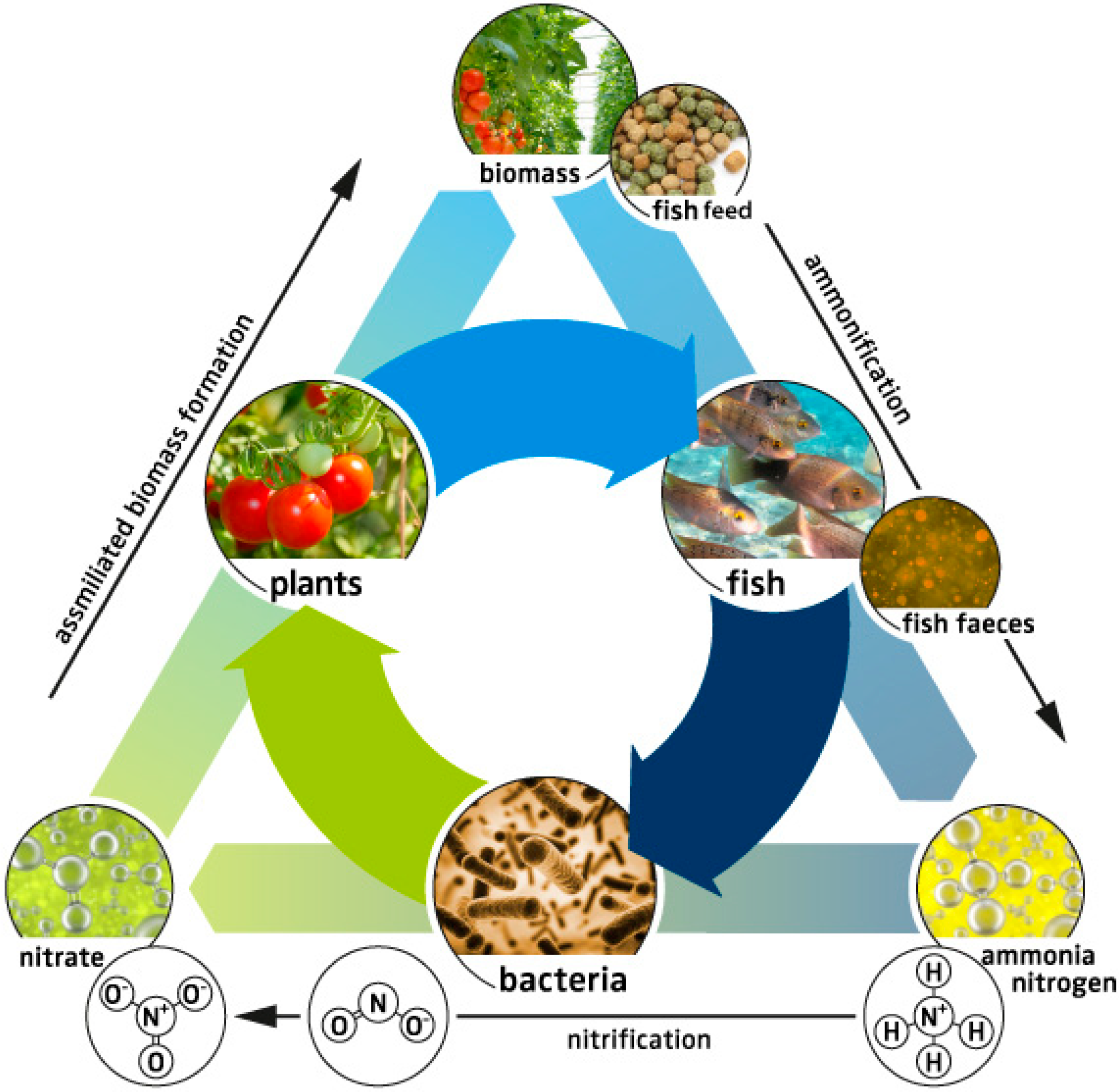 Sustainability | Free Full-Text | Challenges of Sustainable and Commercial  Aquaponics