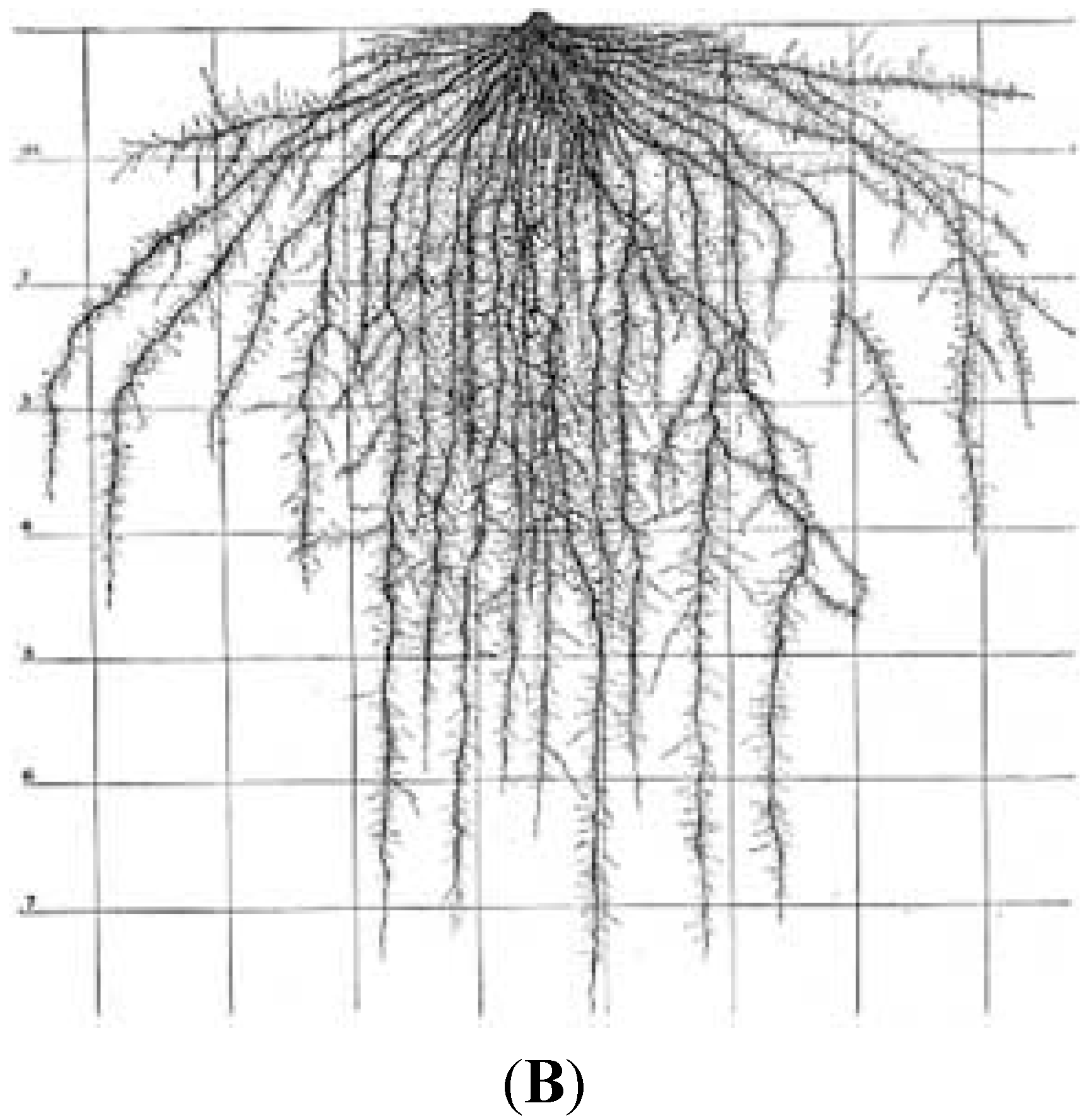 Root development. Корневая система Тиса. Корневая система укропа глубина. Корневая система Тиса ягодного. Корневая система лиственницы на штамбе.