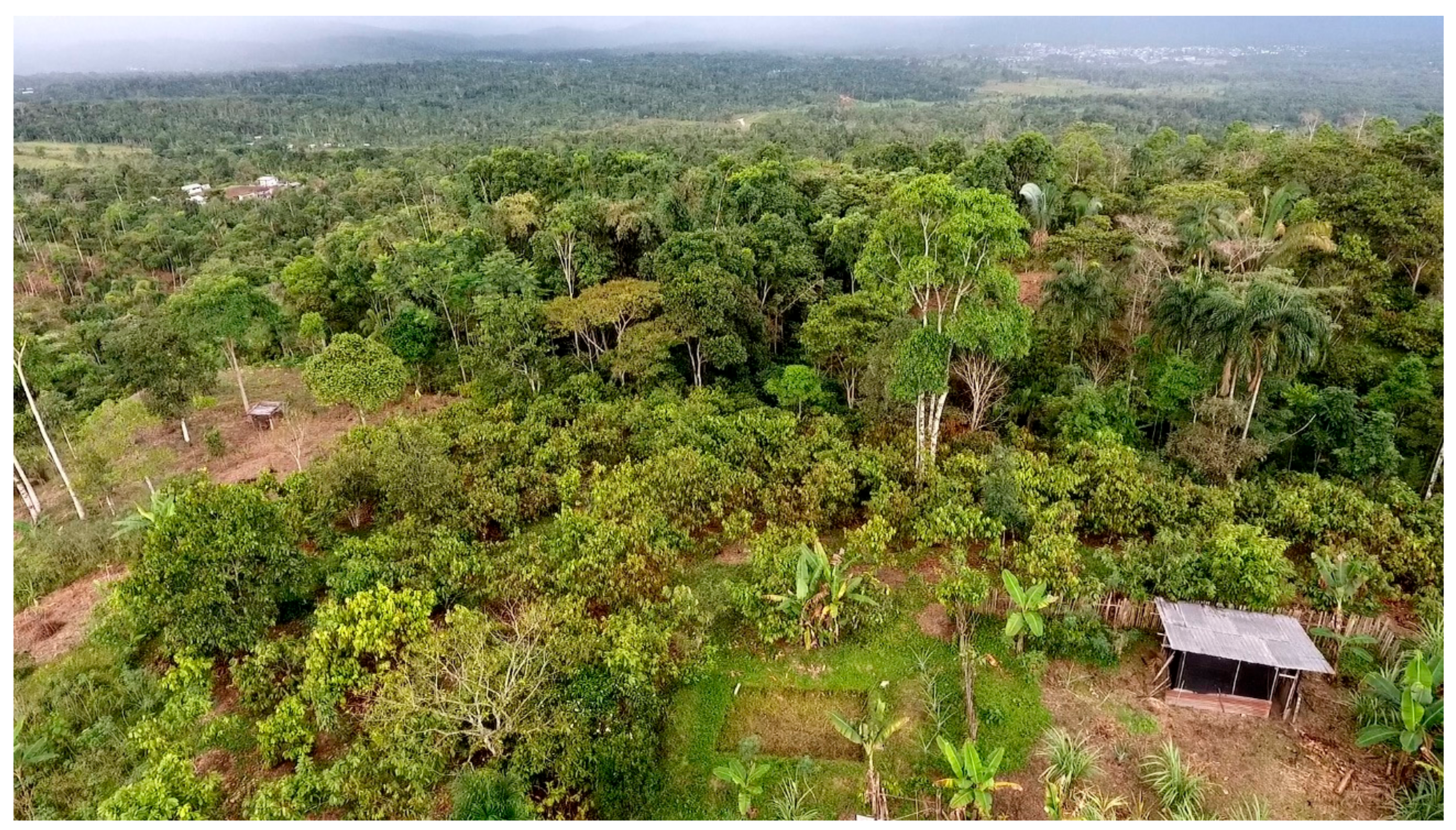 Sustainability | Free Full-Text | Determinants of Agricultural  Diversification in a Hotspot Area: Evidence from Colonist and Indigenous  Communities in the Sumaco Biosphere Reserve, Ecuadorian Amazon | HTML