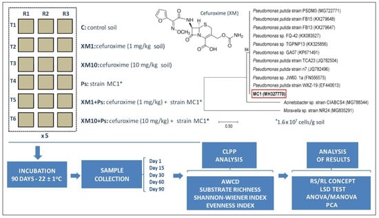 Sustainability Free Full Text Functional Diversity Of Soil Microbial Communities In Response To The Application Of Cefuroxime And Or Antibiotic Resistant Pseudomonas Putida Strain Mc1 Html