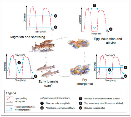 Sustainability | Free Full-Text | Life Stage-Specific Hydropeaking Flow ...