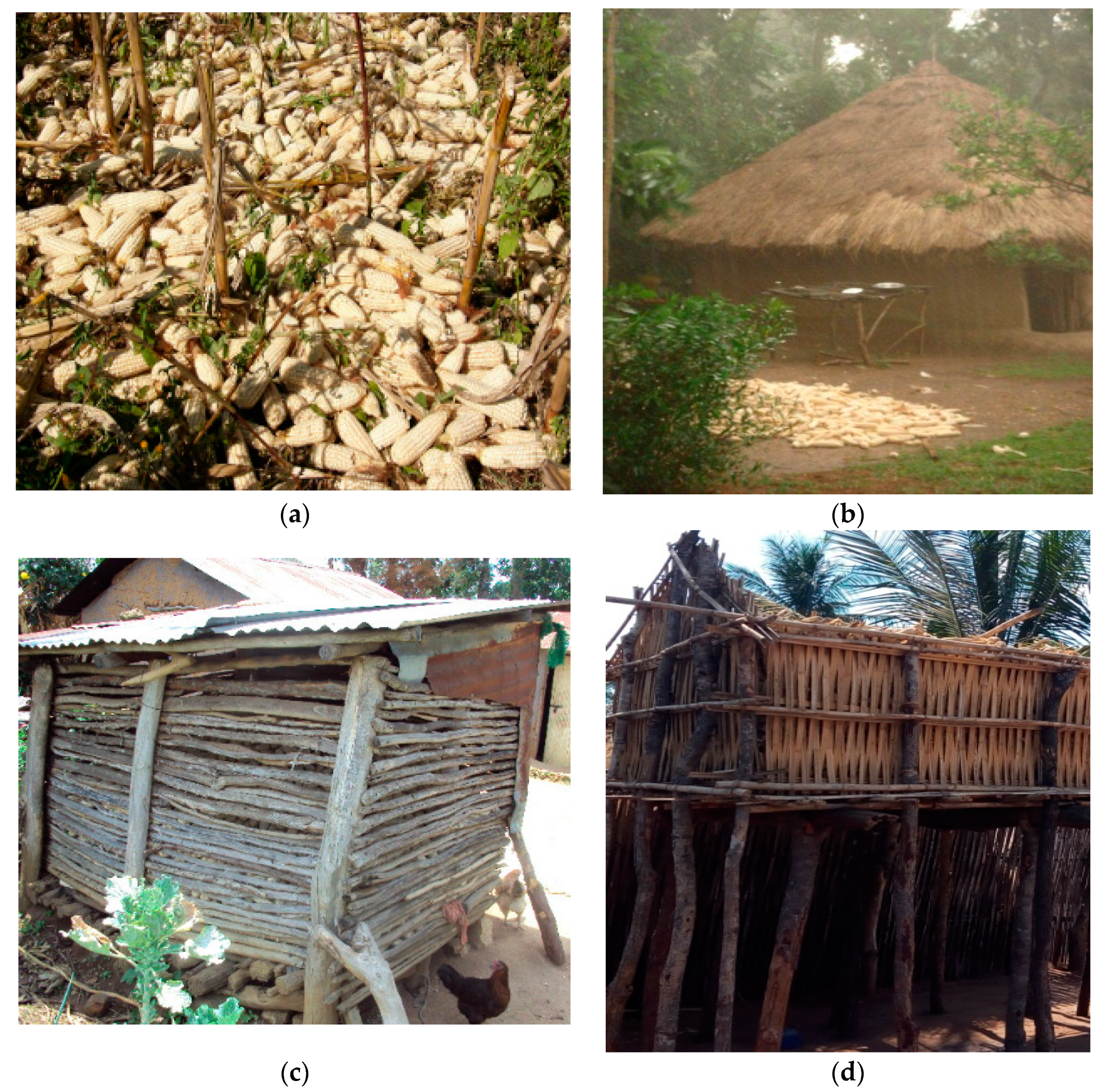 Sustainability | Free Full-Text | Enhancing Food Safety through Adoption of  Long-Term Technical Advisory, Financial, and Storage Support Services in  Maize Growing Areas of East Africa | HTML