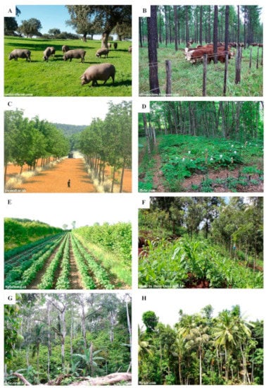 Sustainability | Free Full-Text | Agroforestry and Biodiversity | HTML