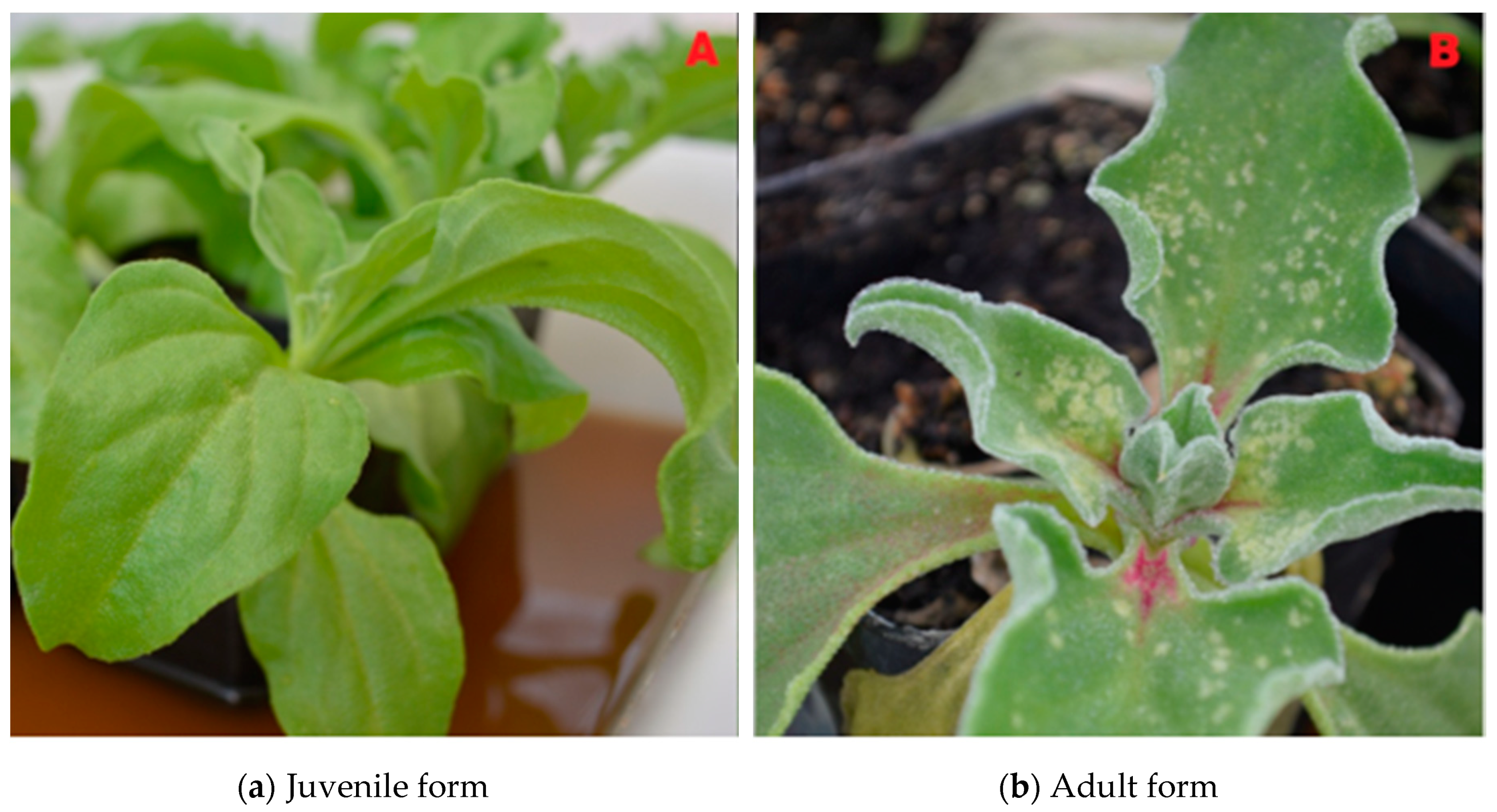 Sustainability 11 06076 g003 Sustainability 11 06076 g003