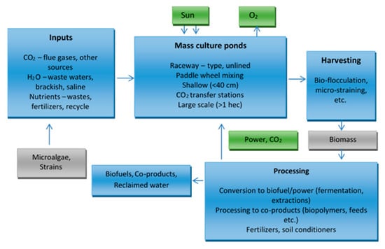 Sustainability Free Full Text The Importance And Prospects Of The Use Of Algae In Agribusiness Html