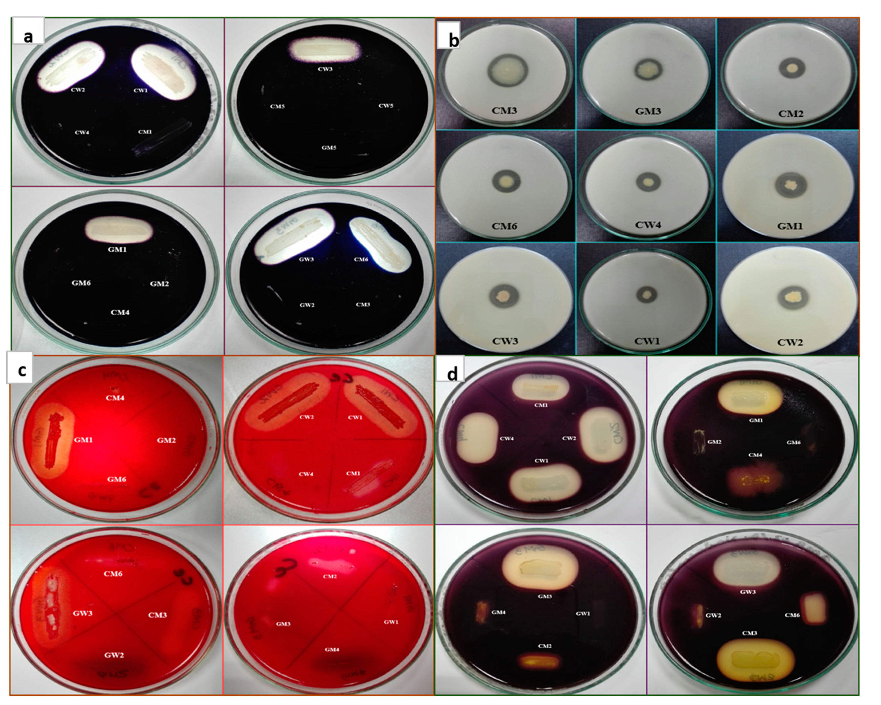 Sustainability 12 06856 g001