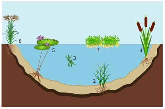 Key freshwater plants and some used plant-related tools of recreational