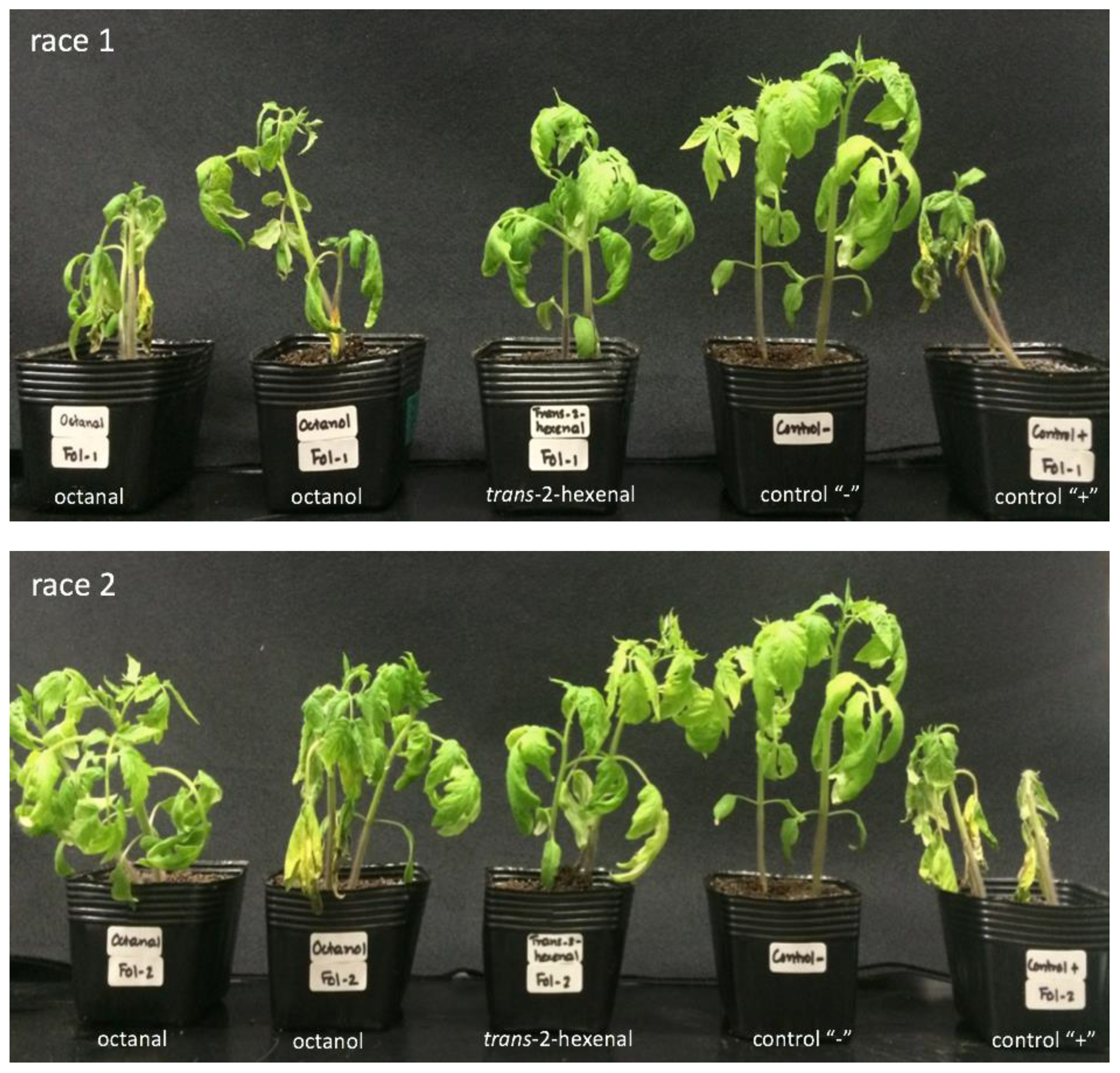 Sustainability 12 09334 g006