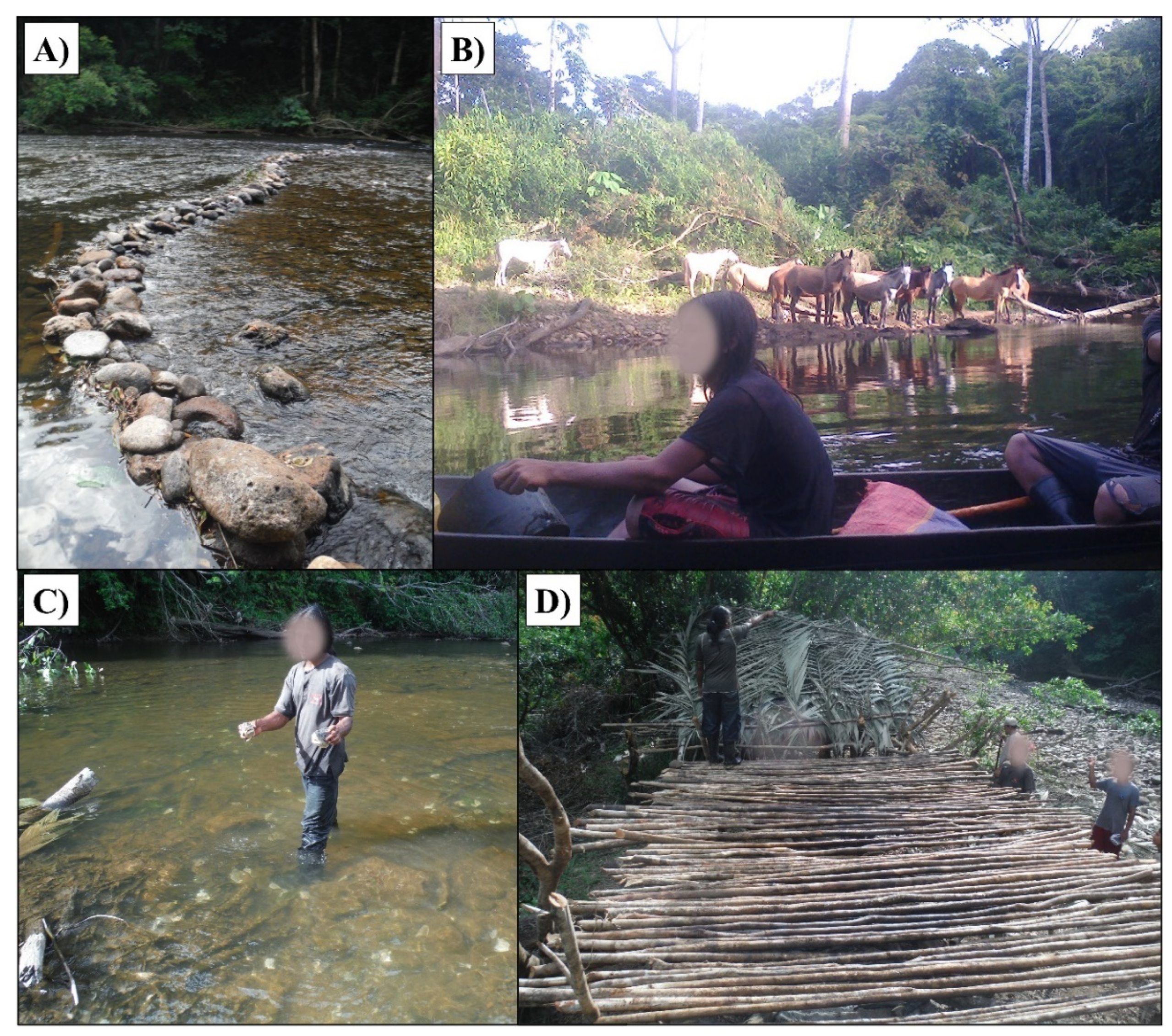 Bidesi Rep Xxx Video - Sustainability | Free Full-Text | Fishing with Pesticides Affects River  Fisheries and Community Health in the Indio MaÃ­z Biological Reserve,  Nicaragua