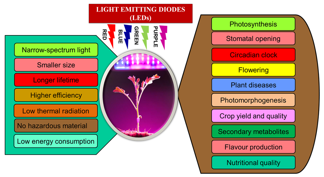 Sustainability | Free Full-Text | Light Emitting Diodes (LEDs) as  Agricultural Lighting: Impact and Its Potential on Improving Physiology,  Flowering, and Secondary Metabolites of Crops