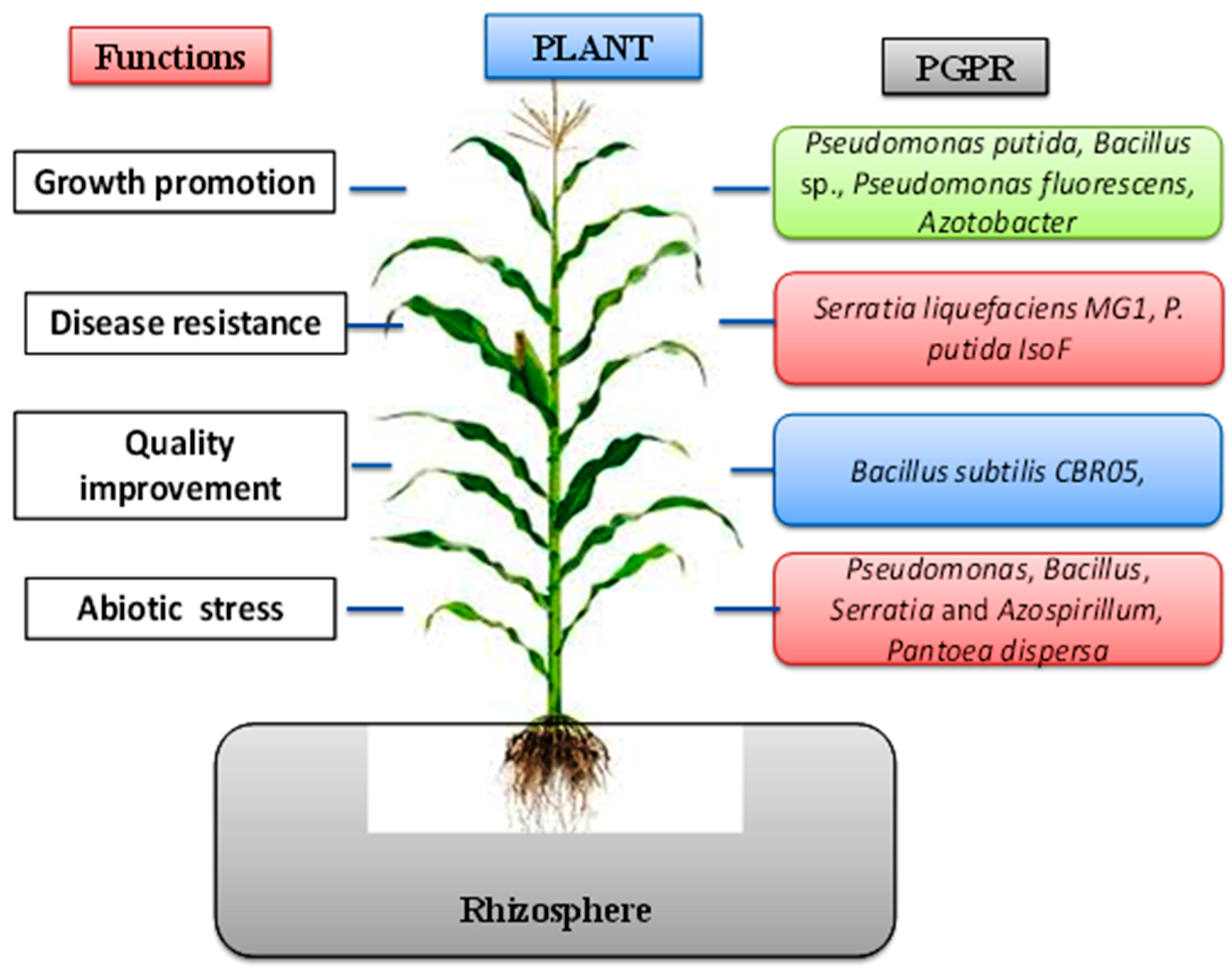 Sustainability | Free Full-Text | Bacterial Plant Biostimulants: A  Sustainable Way towards Improving Growth, Productivity, and Health of Crops  | HTML