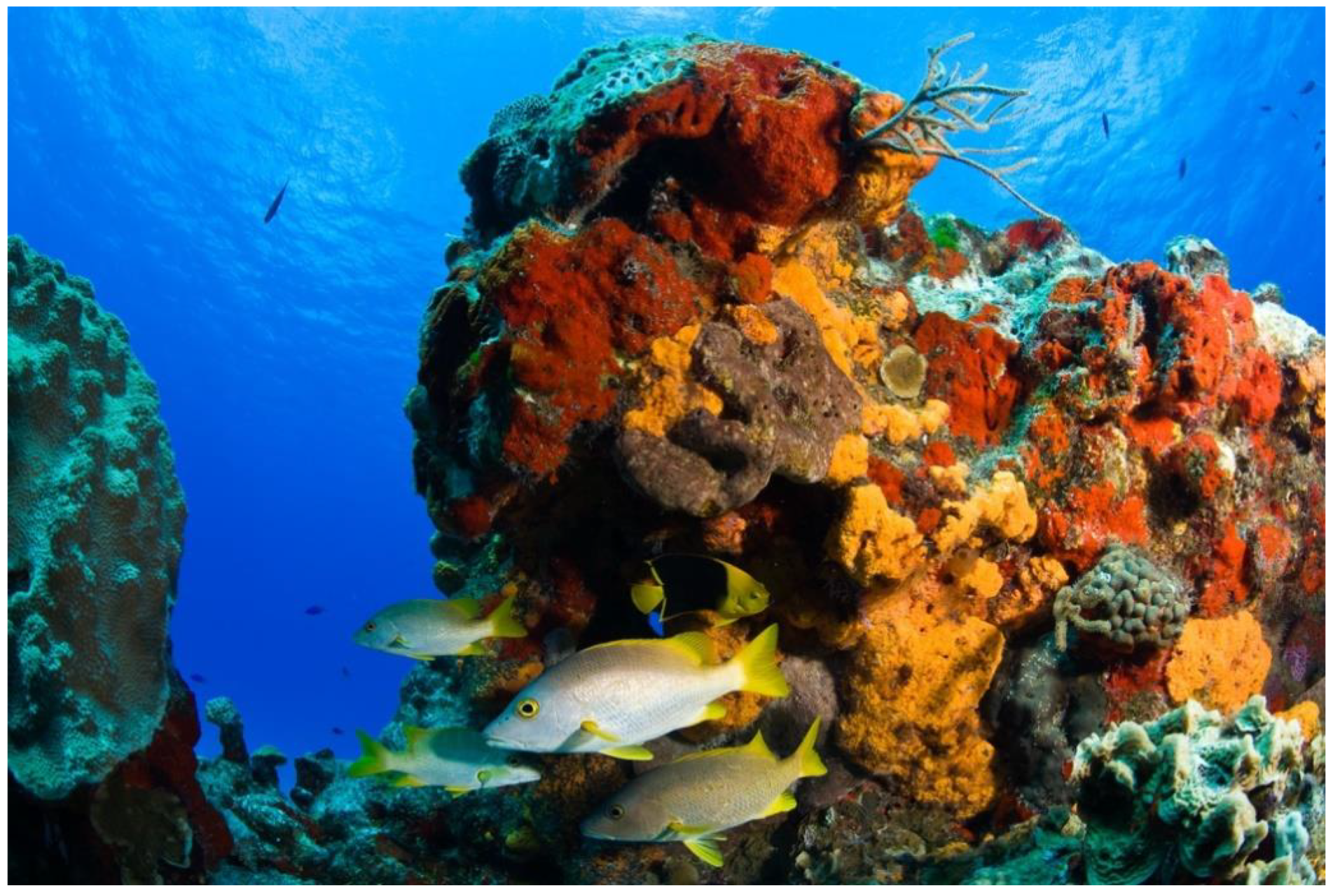 Sustainability | Free Full-Text | A Business Case for Marine Protected  Areas: Economic Valuation of the Reef Attributes of Cozumel Island