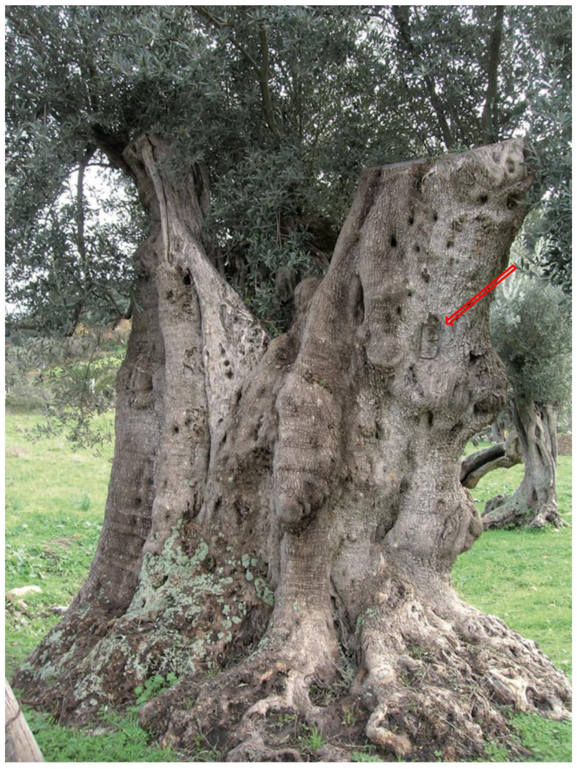 Sustainability Free Full Text The Monumental Olive Trees As Biocultural Heritage Of Mediterranean Landscapes The Case Study Of Sicily Html