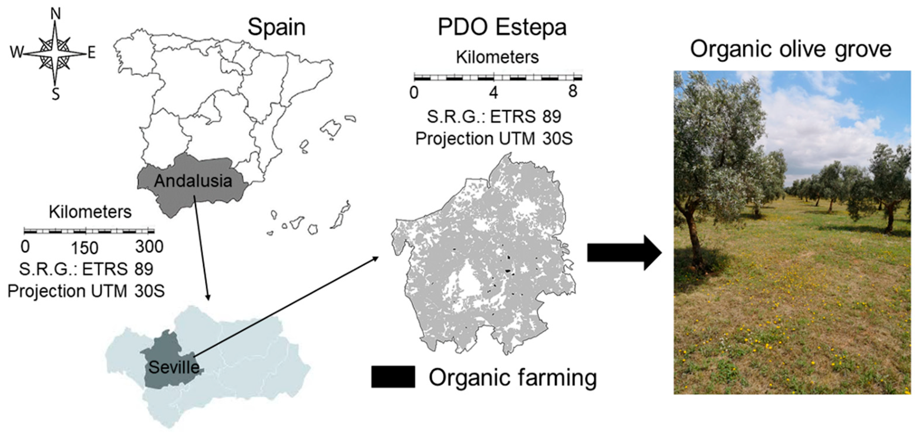 Sustainability 13 07983 g001