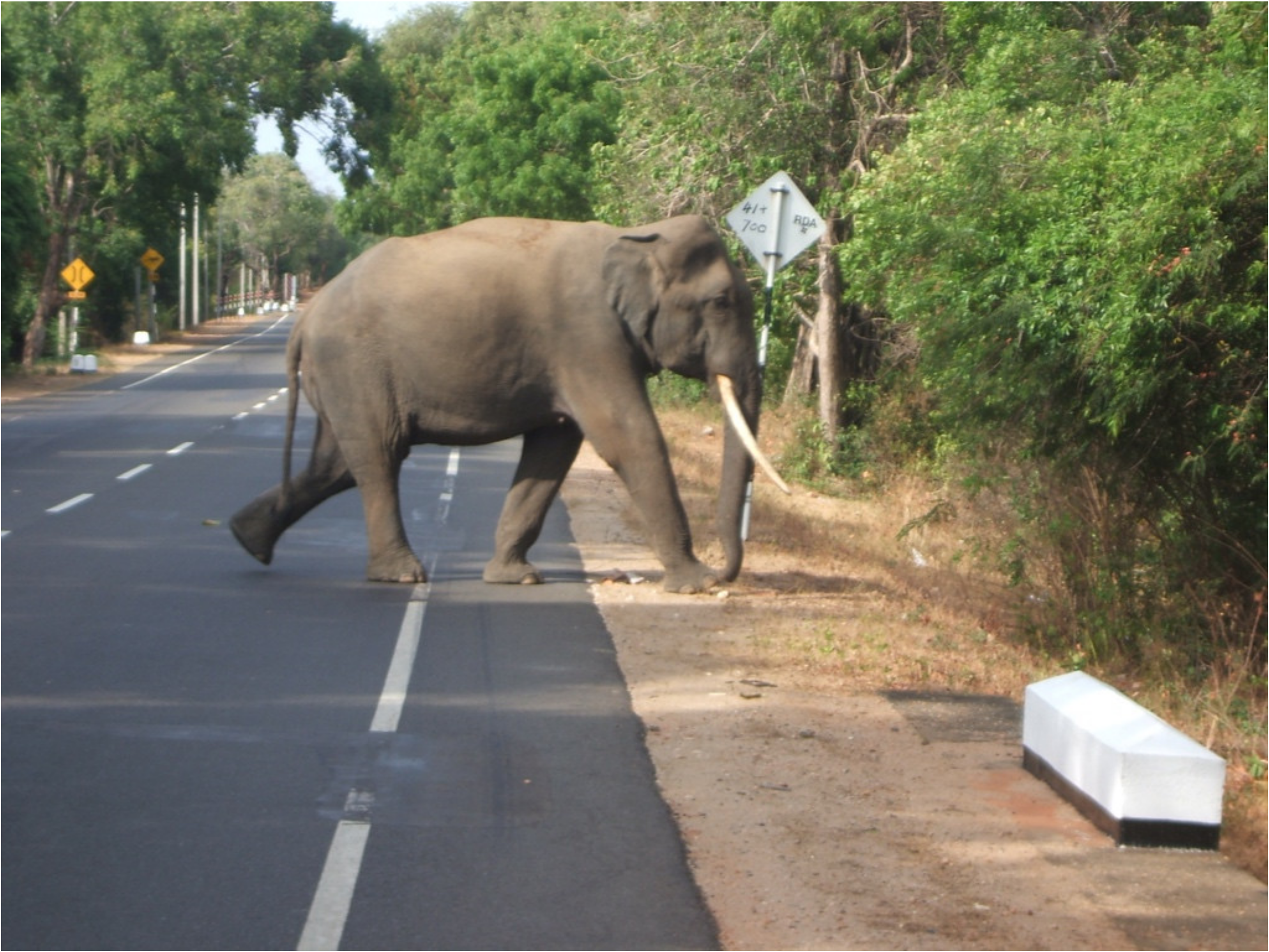 Sustainability | Free Full-Text | Human–Elephant Conflict in Sri Lanka: A  Critical Review of Causal Explanations