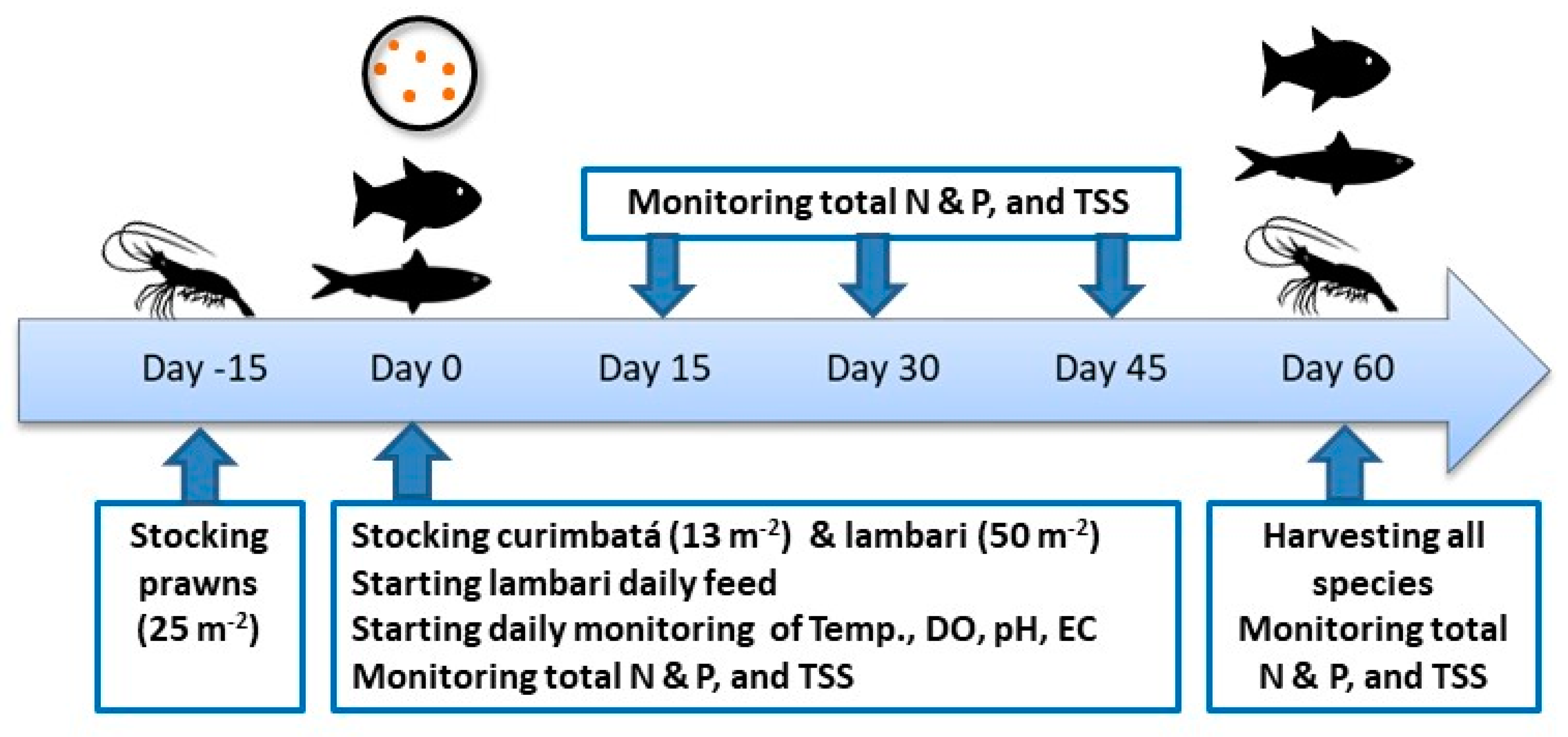 Sustainability Free Full Text Improving The Efficiency Of Lambari Production And Diet Assimilation Using Integrated Aquaculture With Benthic Species Html