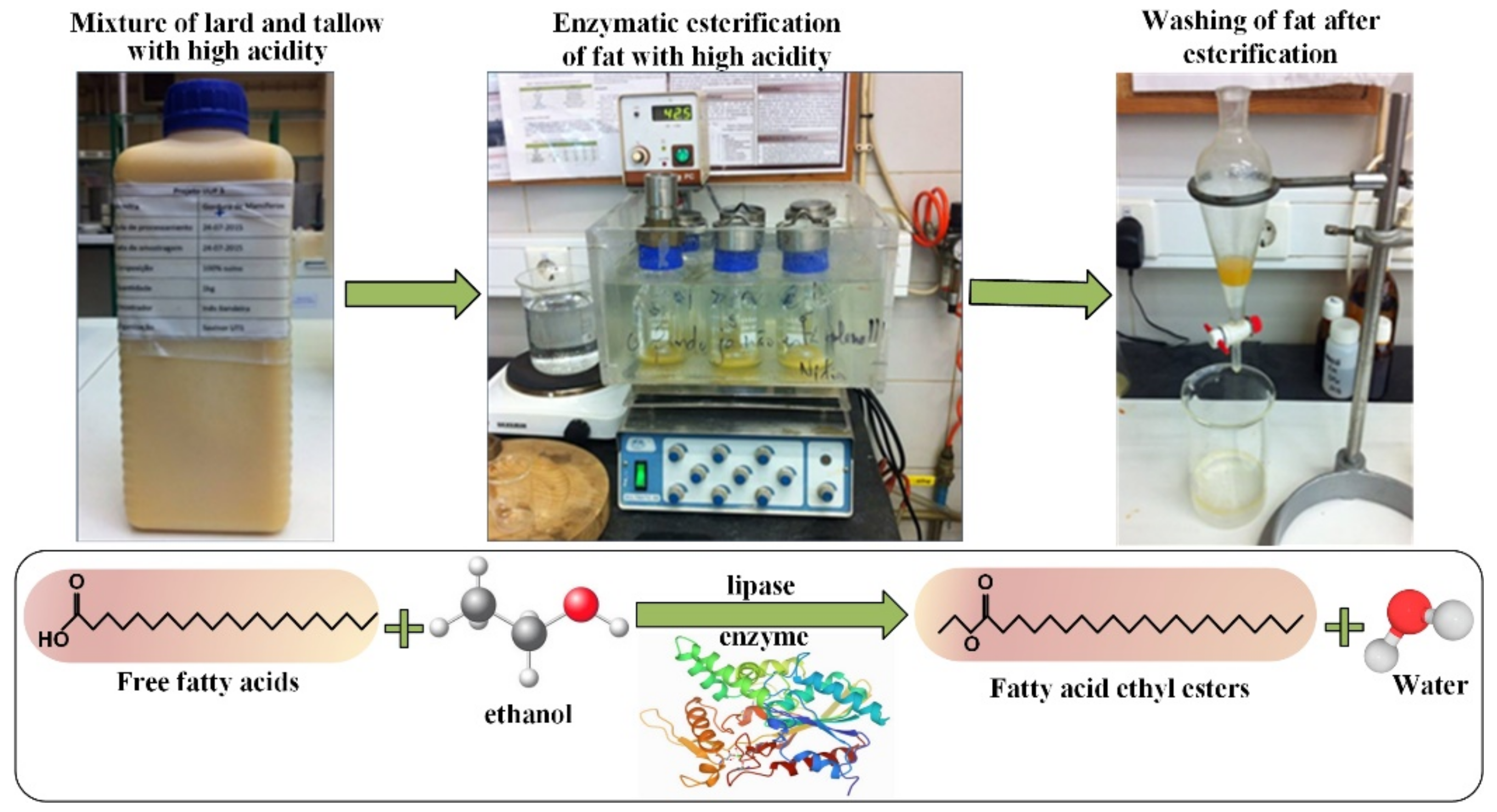 Sustainability | Free Full-Text | Valorization of Agro-Industrial Residues:  Bioprocessing of Animal Fats to Reduce Their Acidity | HTML