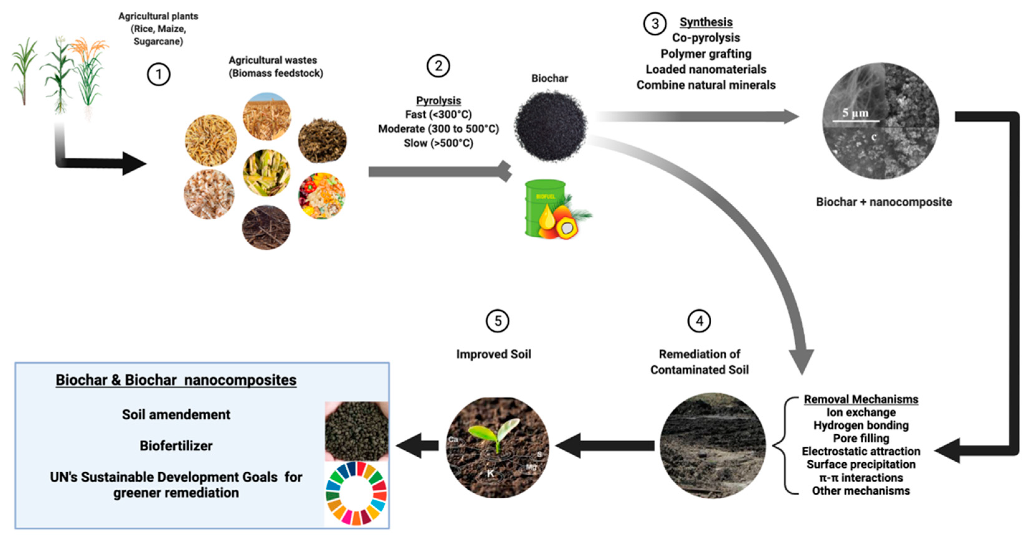 Integrating Biochar, Bacteria, and Plants for Sustainable