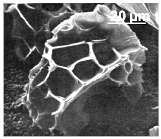 pyrodictium occultum