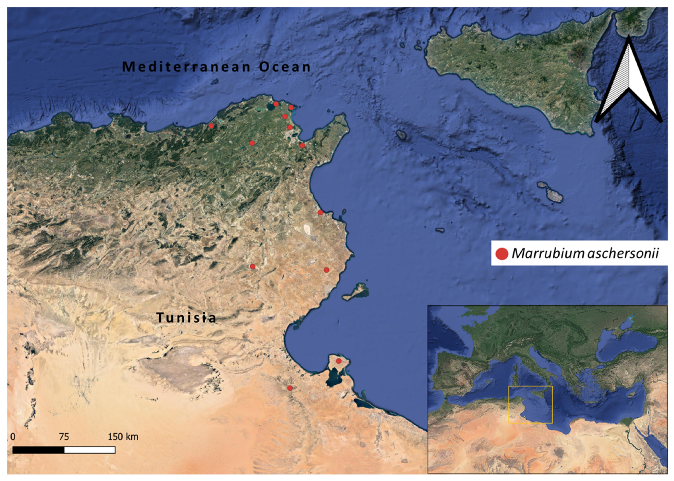 Sustainability | Free Full-Text | Facilitating Conservation and Bridging  Gaps for the Sustainable Exploitation of the Tunisian Local Endemic Plant  Marrubium aschersonii (Lamiaceae) | HTML