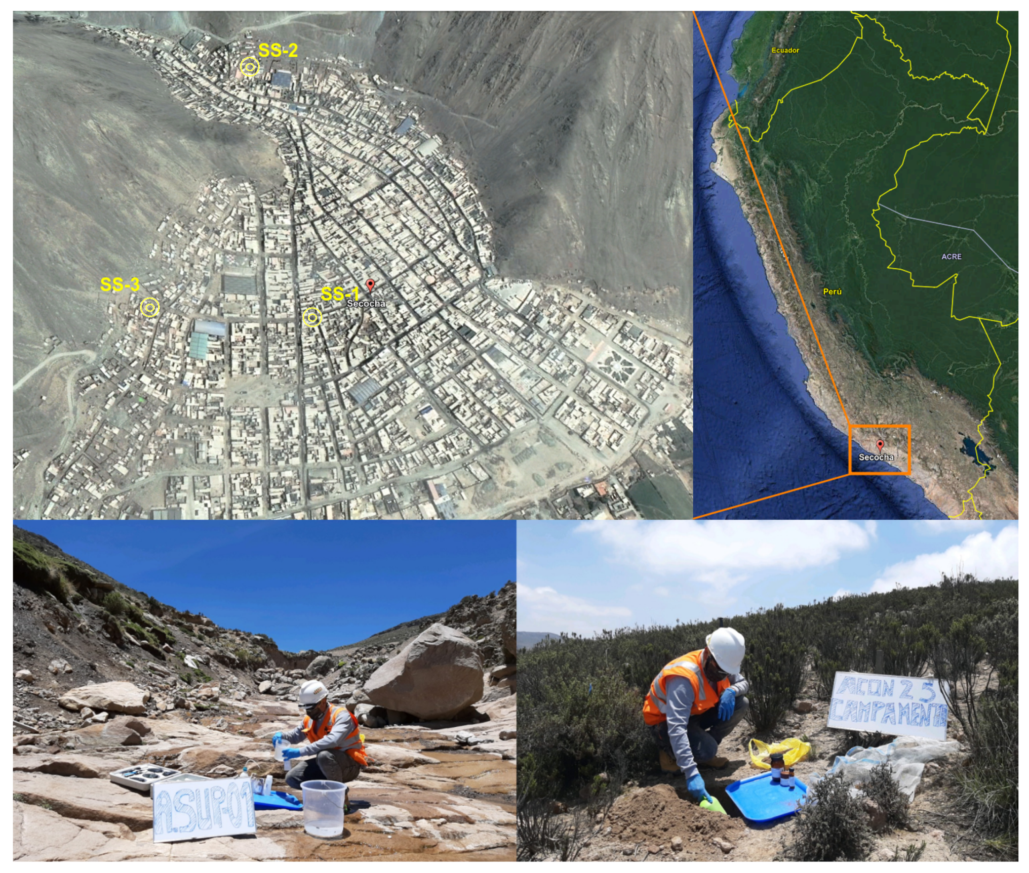 Sustainability | Free Full-Text | Identification and Characterization of  Peruvian Native Bacterial Strains as Bioremediation of Hg-Polluted Water  and Soils Due to Artisanal and Small-Scale Gold Mining in the Secocha  Annex, Arequipa