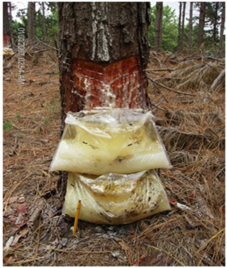 Sustainability | Free Full-Text | Tree Resin, a Macroergic Source of  Energy, a Possible Tool to Lower the Rise in Atmospheric CO2 Levels