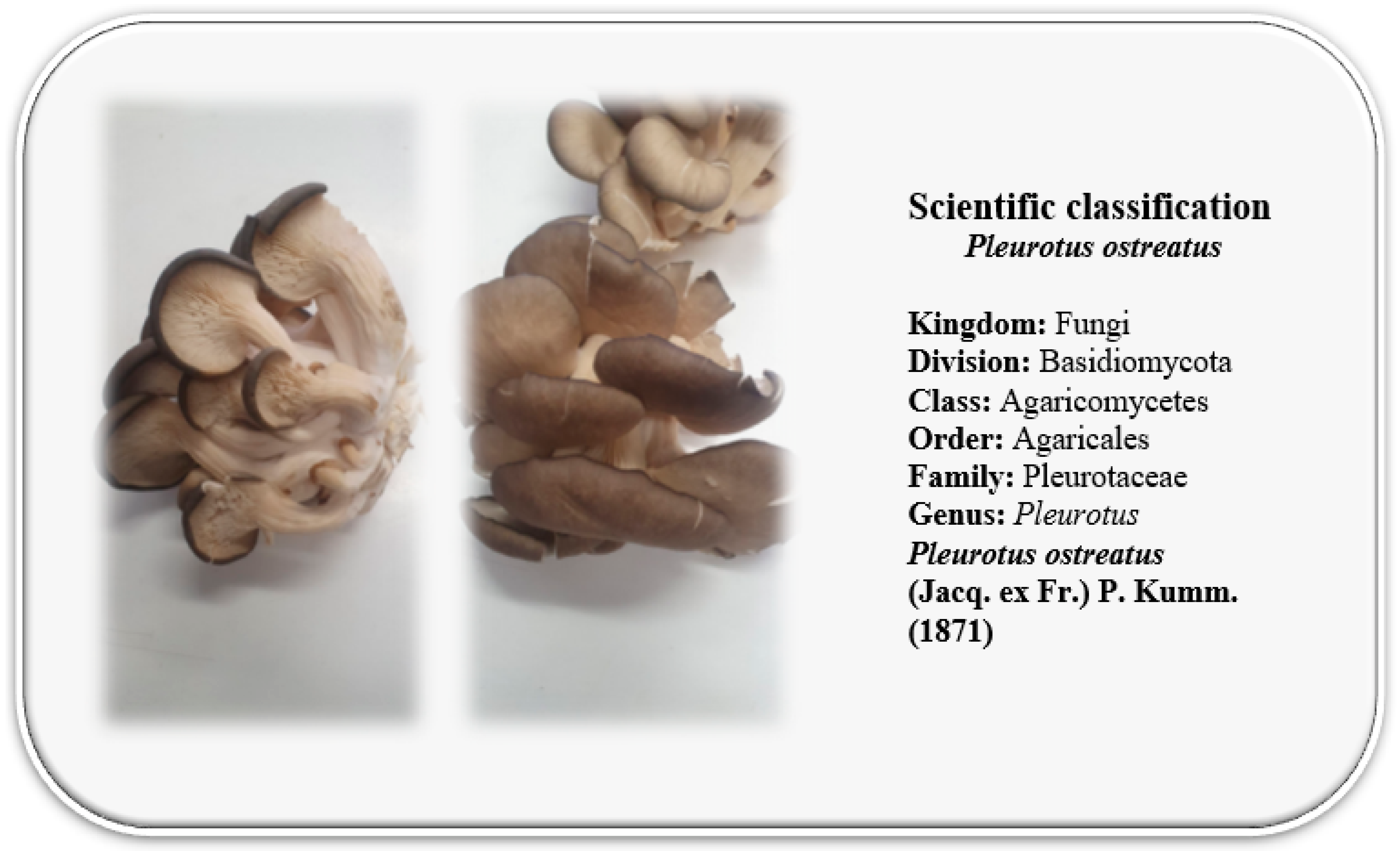 Sustainability | Free Full-Text | Green Biotechnology of Oyster Mushroom  (Pleurotus ostreatus L.): A Sustainable Strategy for Myco-Remediation and  Bio-Fermentation