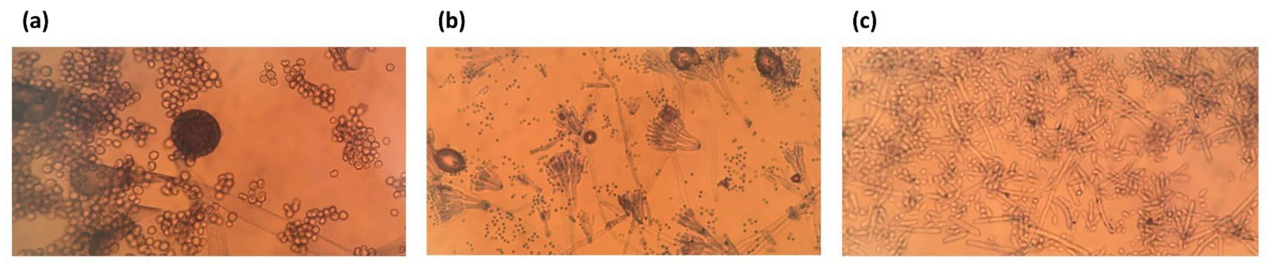 Sustainability 14 04504 g010