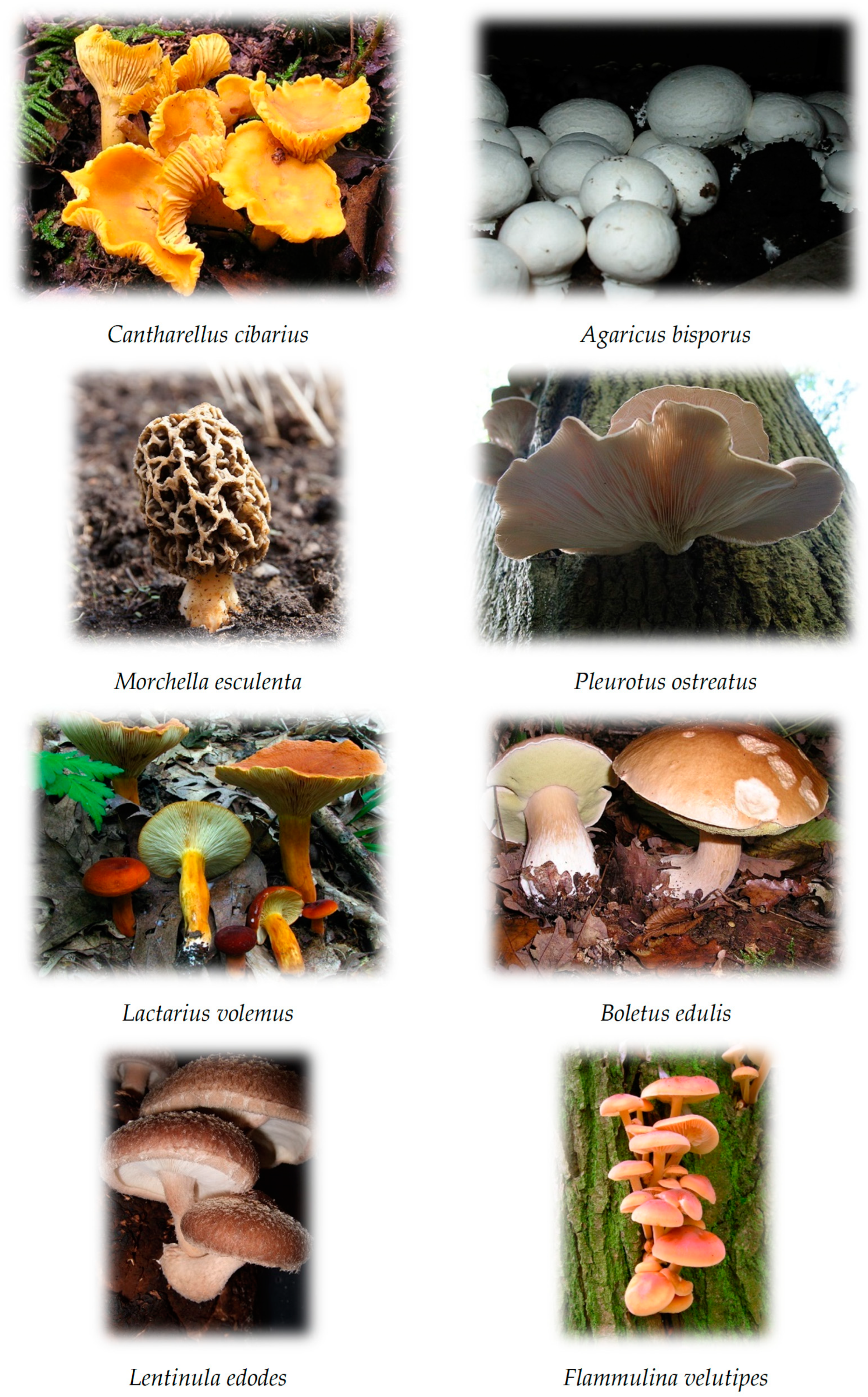 Mushrooms as future generation healthy foods. - Abstract - Europe PMC