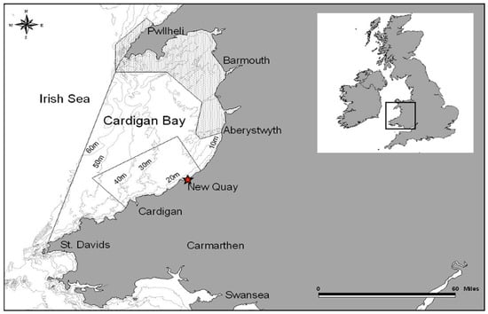 Equilibrium/Sustainability — Mating dolphins form large 'social alliances'