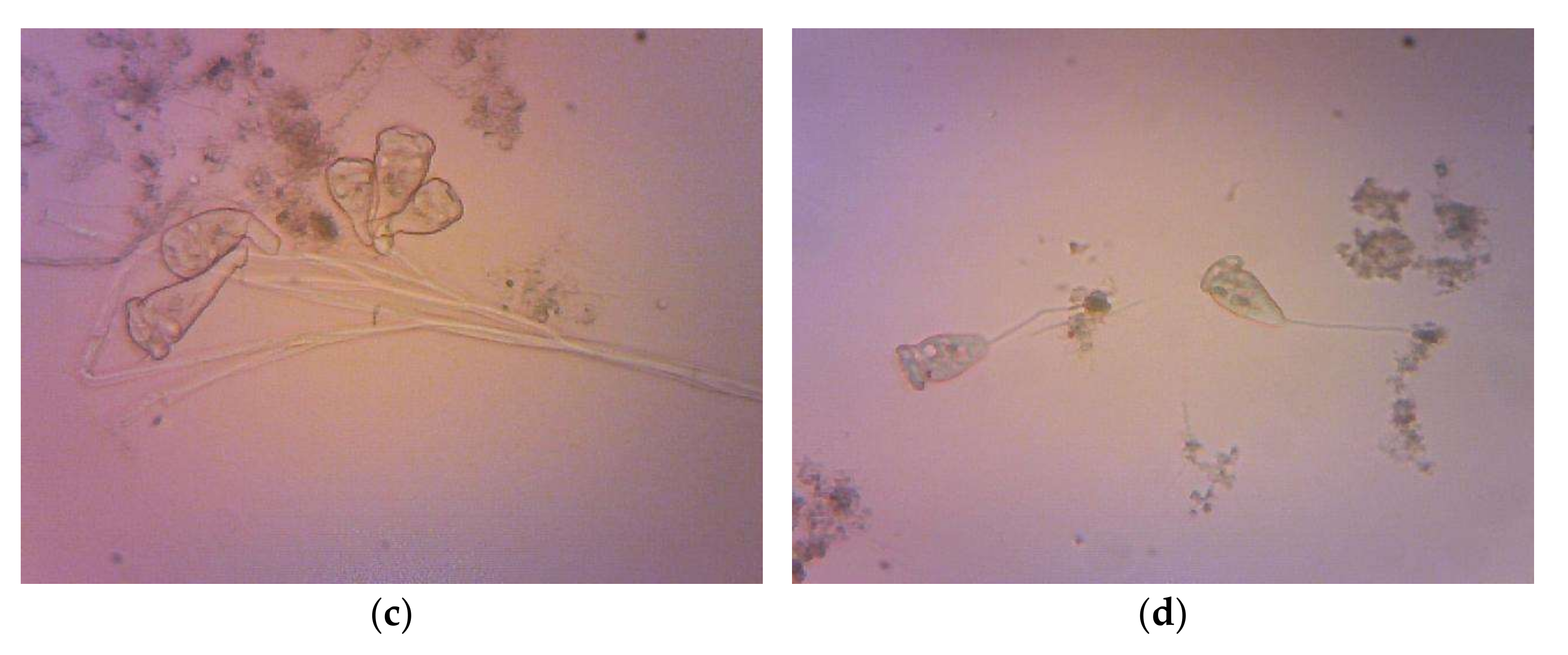 Sustainability 14 05443 g010b