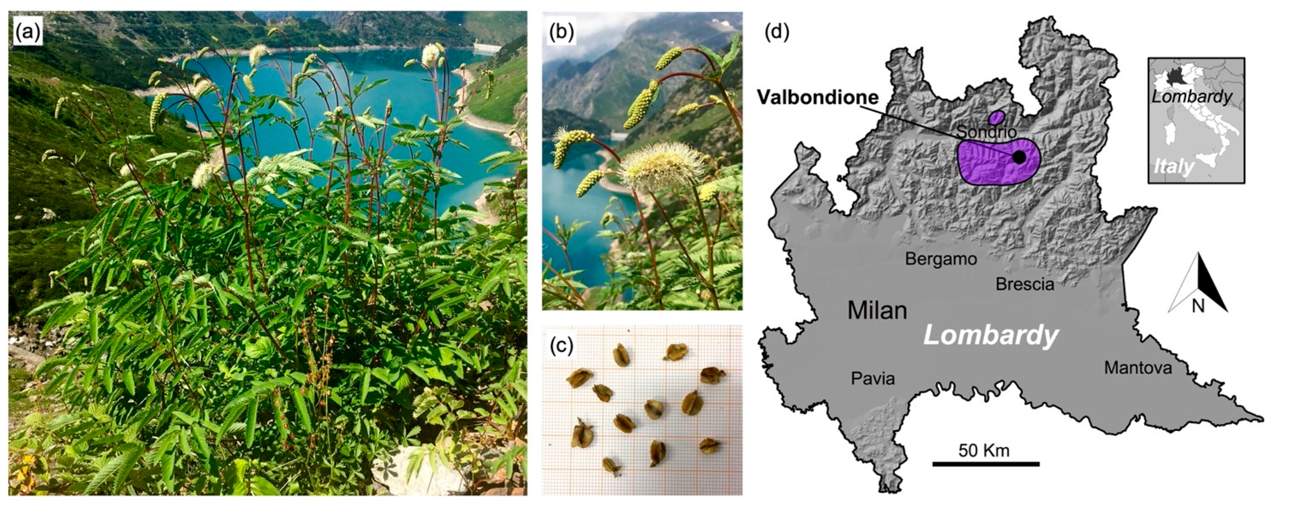 Sustainability | Free Full-Text | Endemic Plants Can Be Resources for  Mountain Agro-Ecosystems: The Case of Sanguisorba dodecandra Moretti | HTML