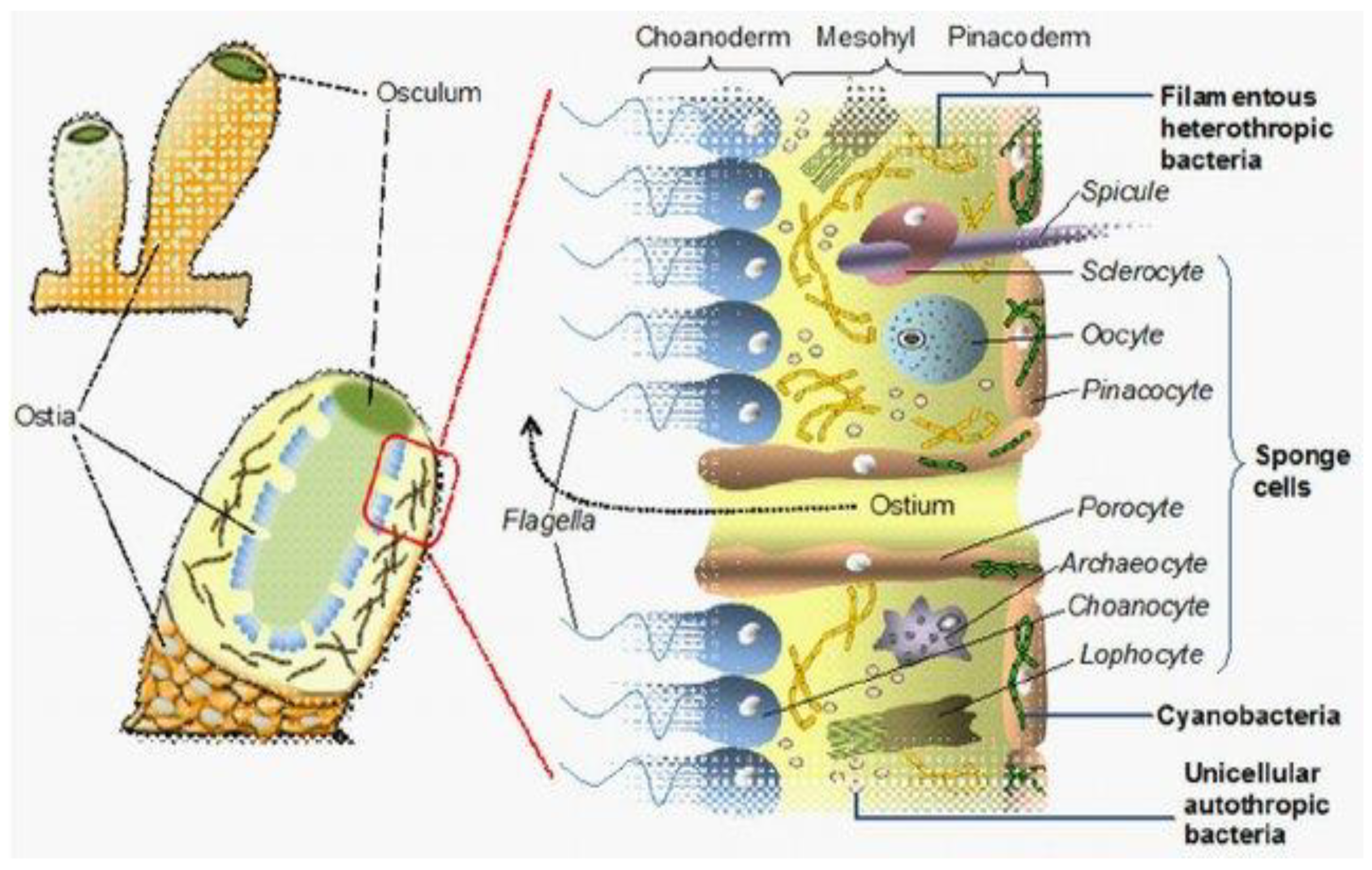 Sponges could be riddled with salmonella and campylobacter, research  suggests