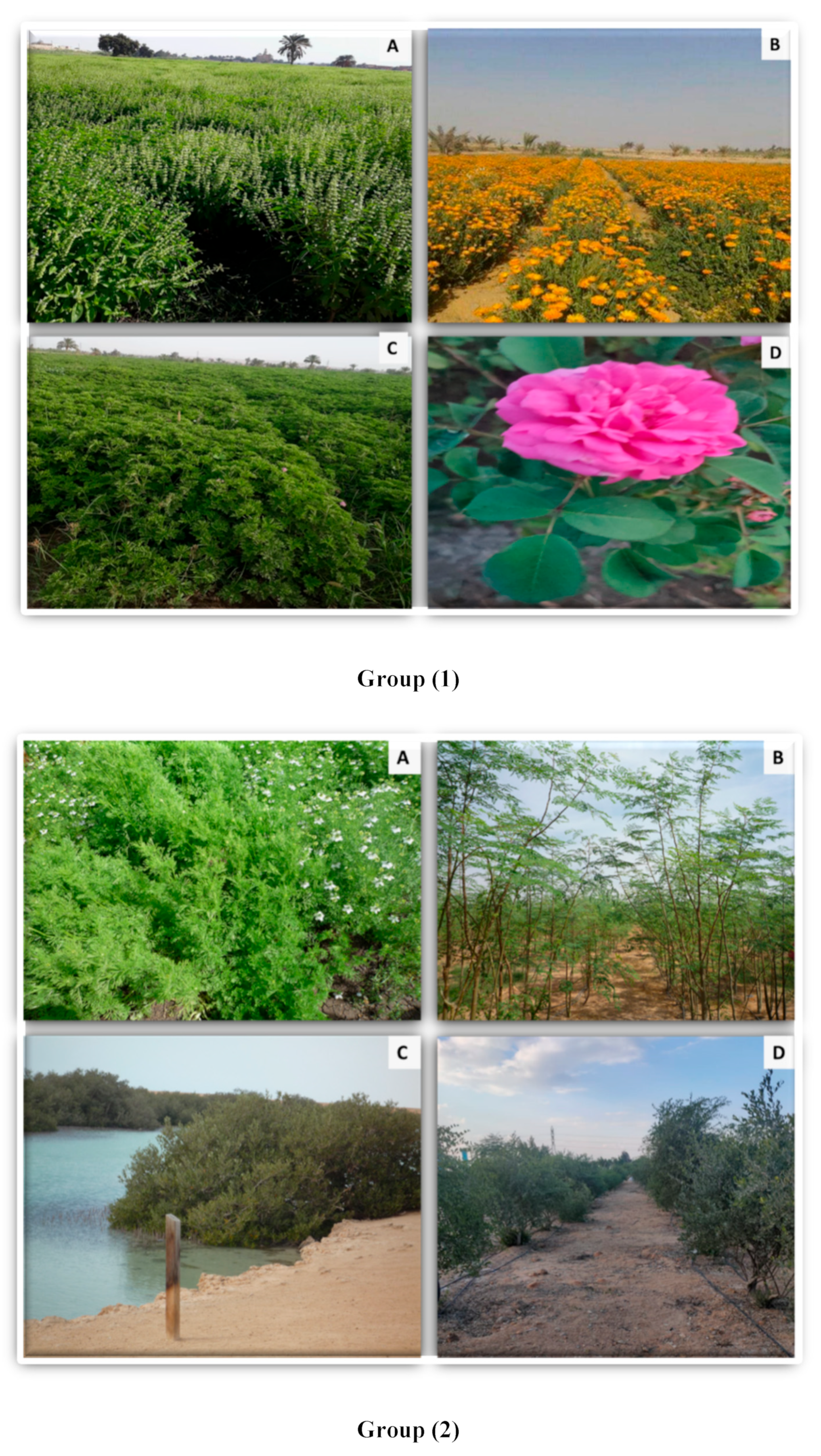 Sustainability 14 07104 g005