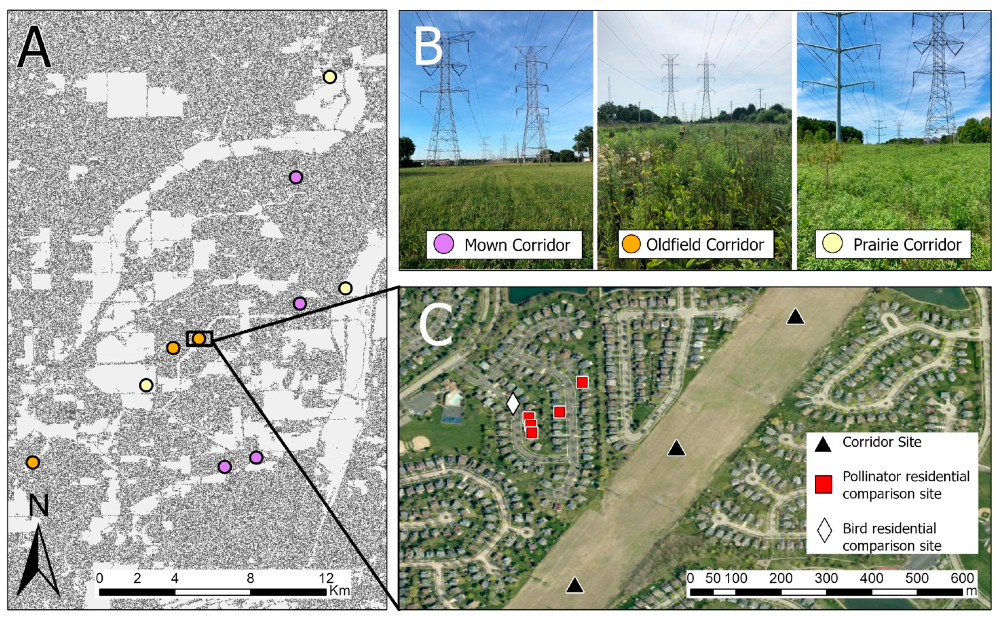 Sustainability | Free Full-Text | Powerline Corridors Can Add Ecological  Value to Suburban Landscapes When Not Maintained as Lawn | HTML