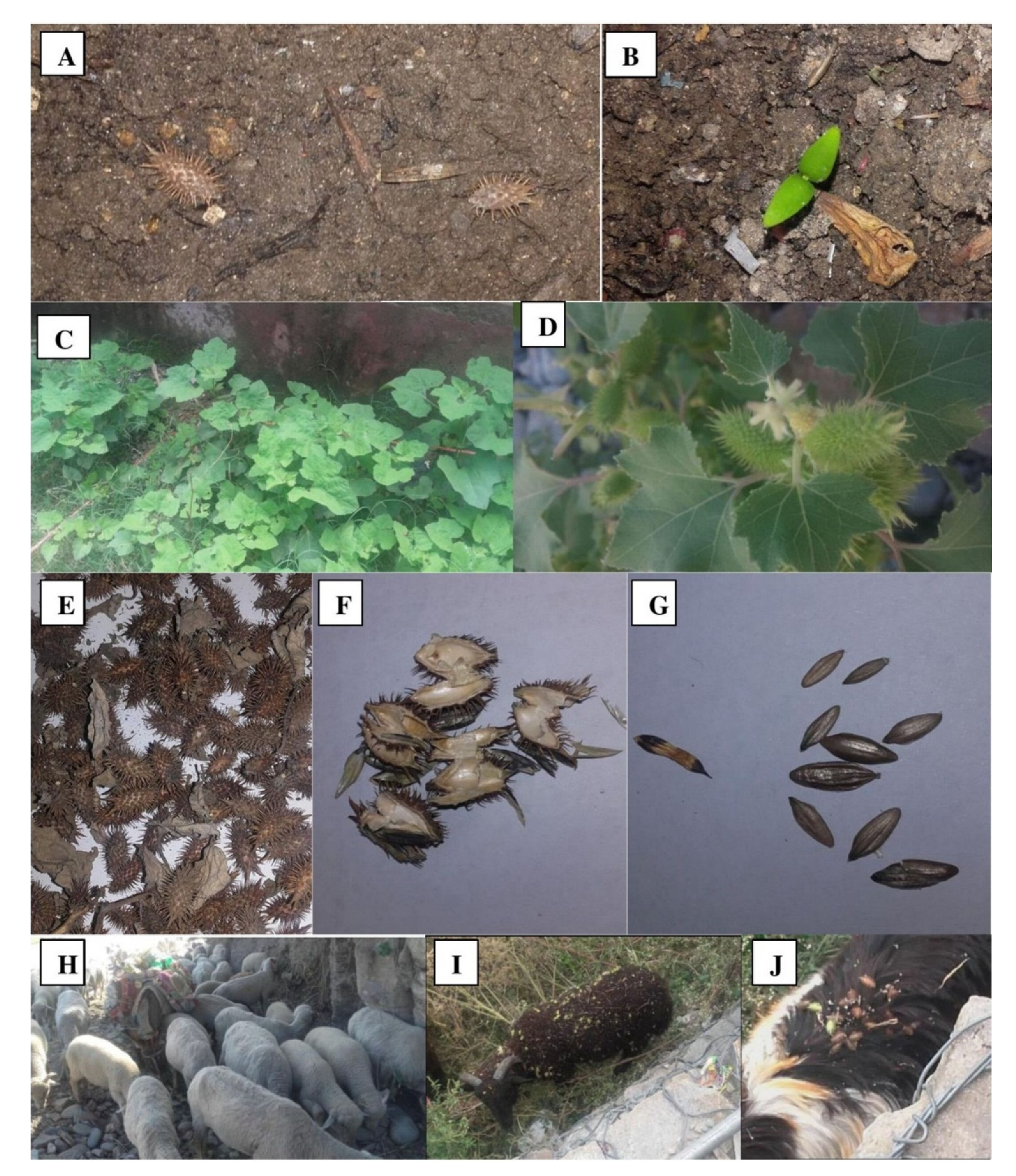 Sustainability 14 07141 g003