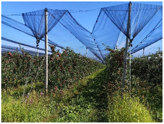 Sustainability | Free Full-Text | Sustainable Food Production: Innovative  Netting Concepts and Their Mode of Action on Fruit Crops