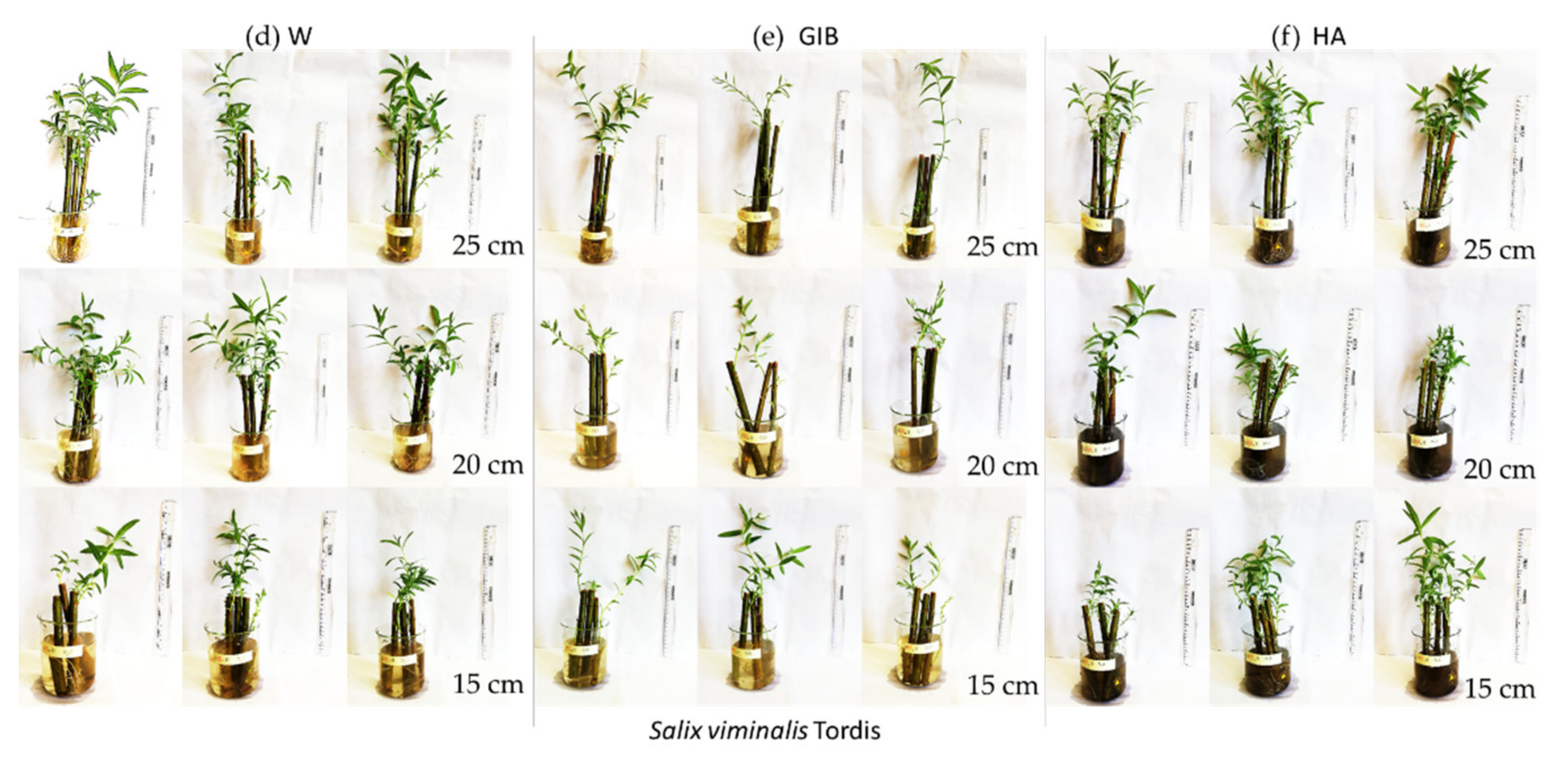 Sustainability 14 09272 g001b Sustainability 14 09272 g001b