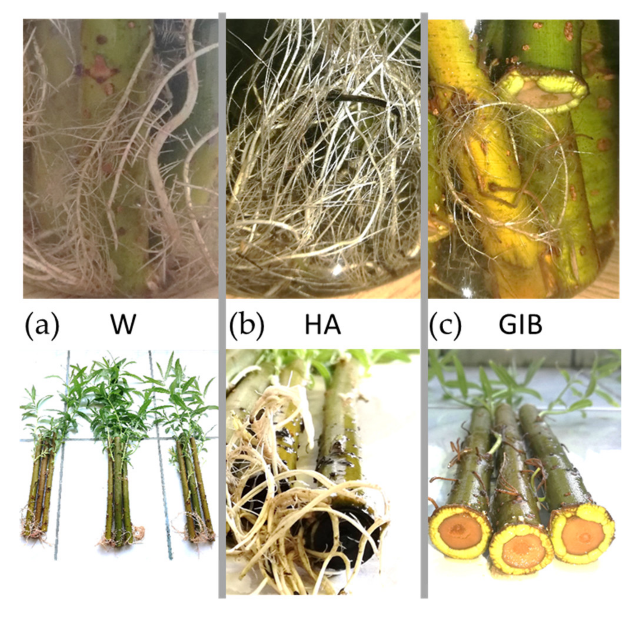 Sustainability 14 09272 g002 Sustainability 14 09272 g002