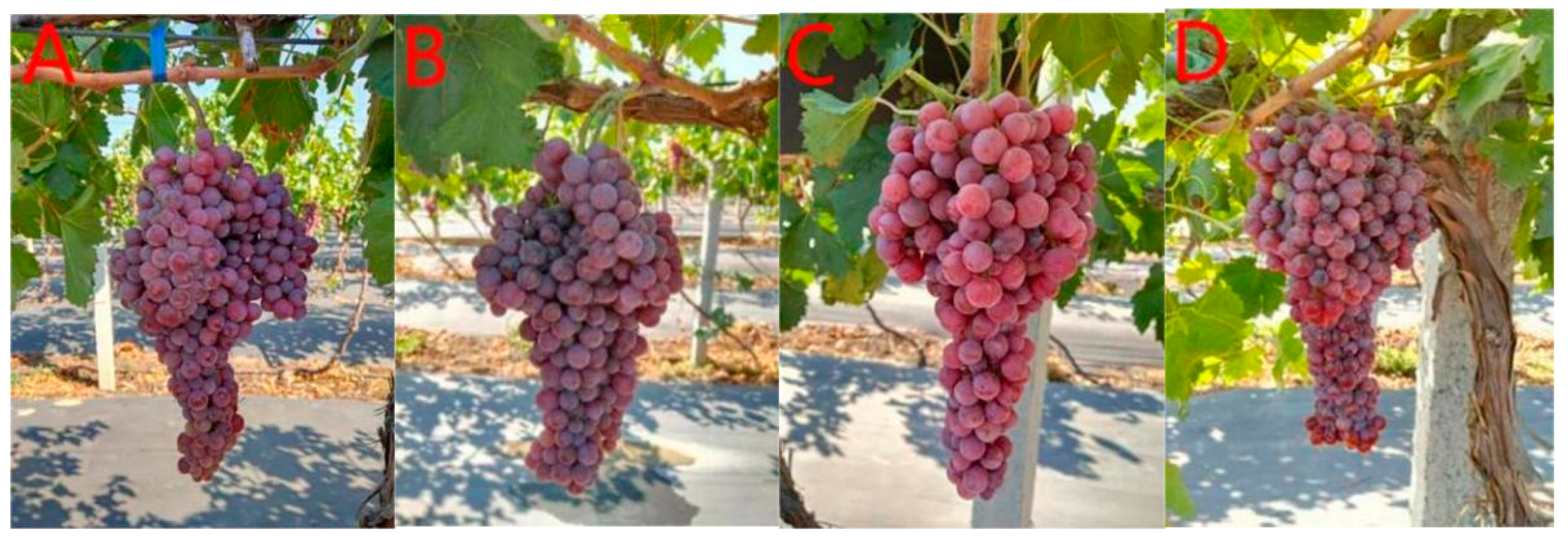 Sustainability 14 09568 g002