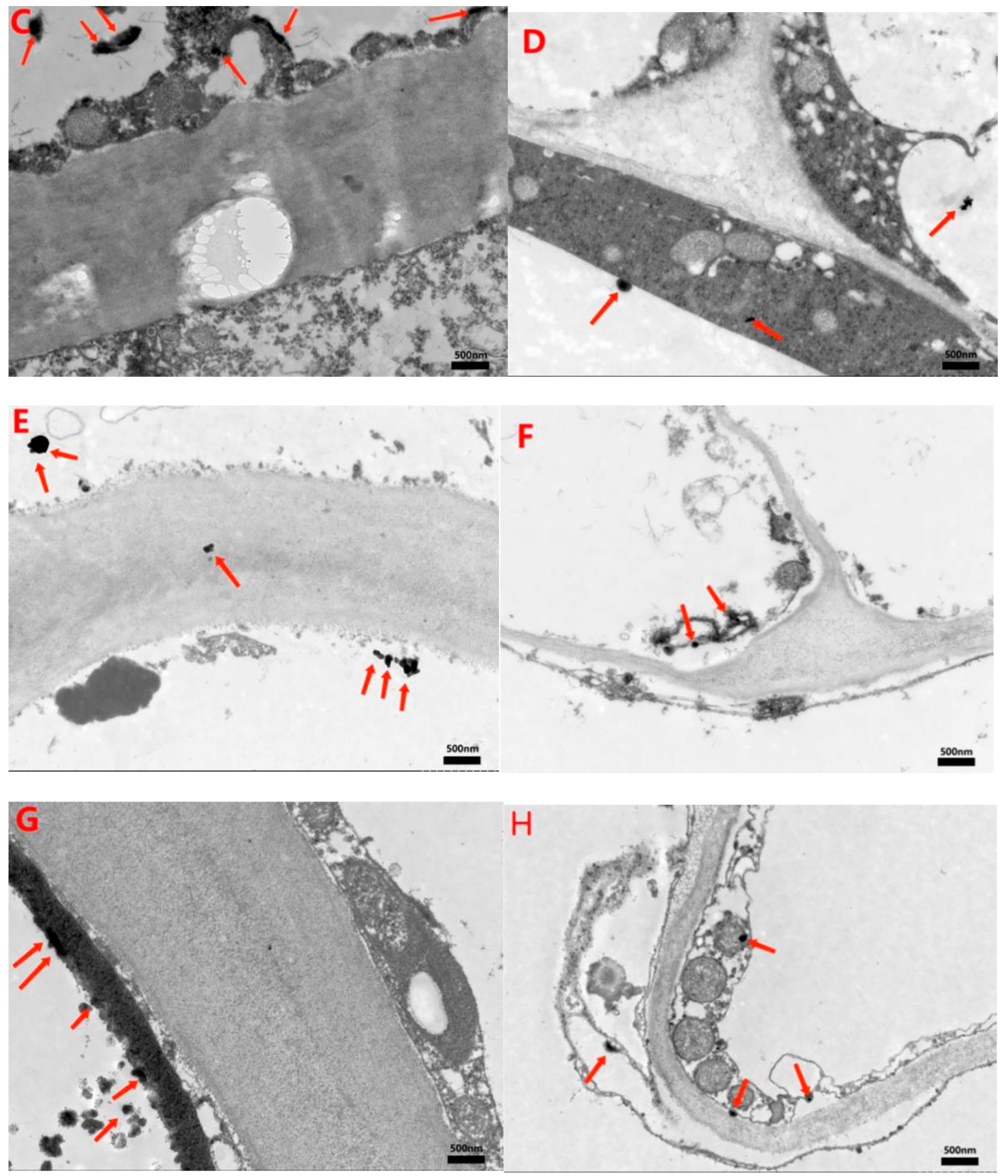 Sustainability 14 09568 g006b