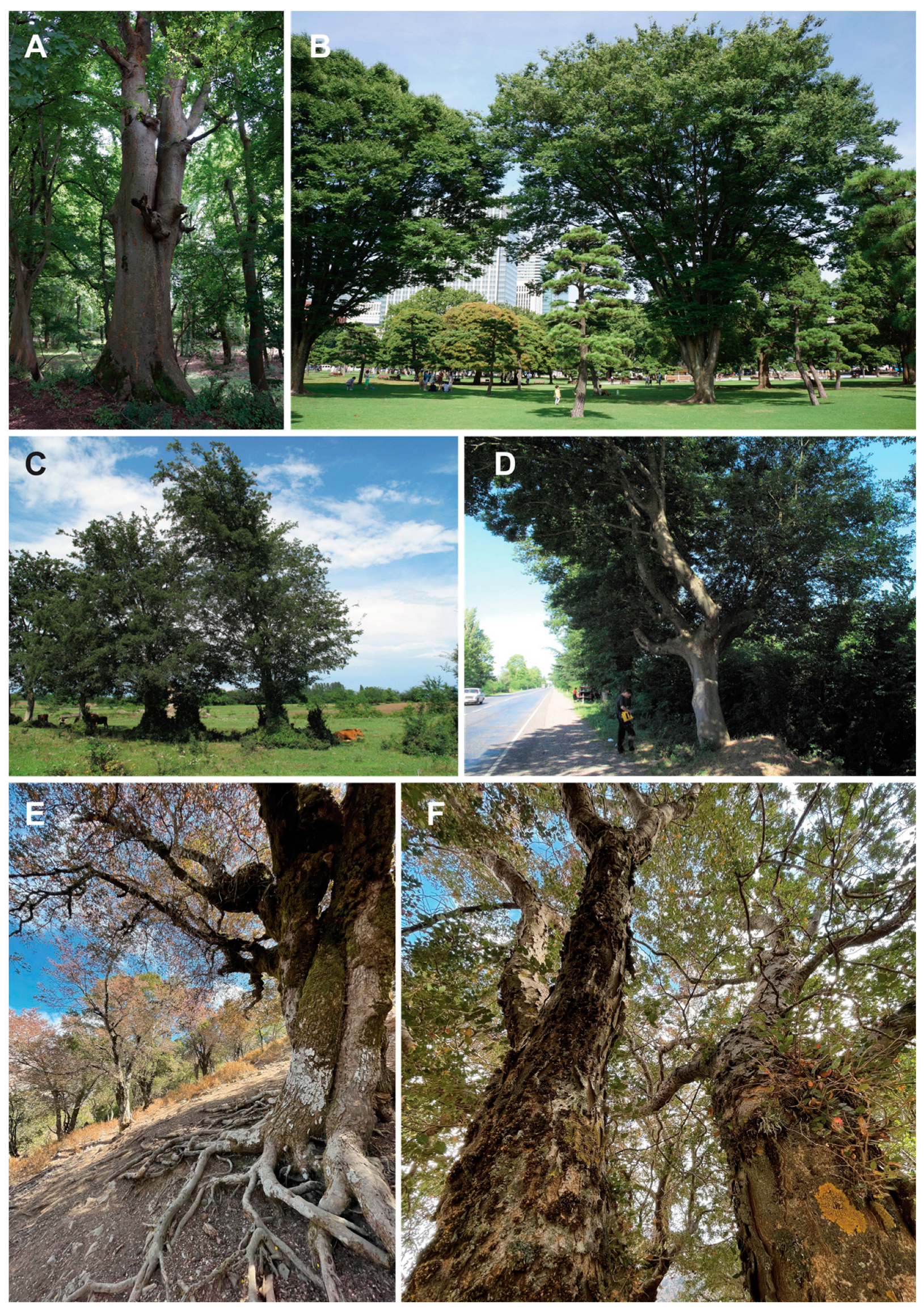 different types of trees