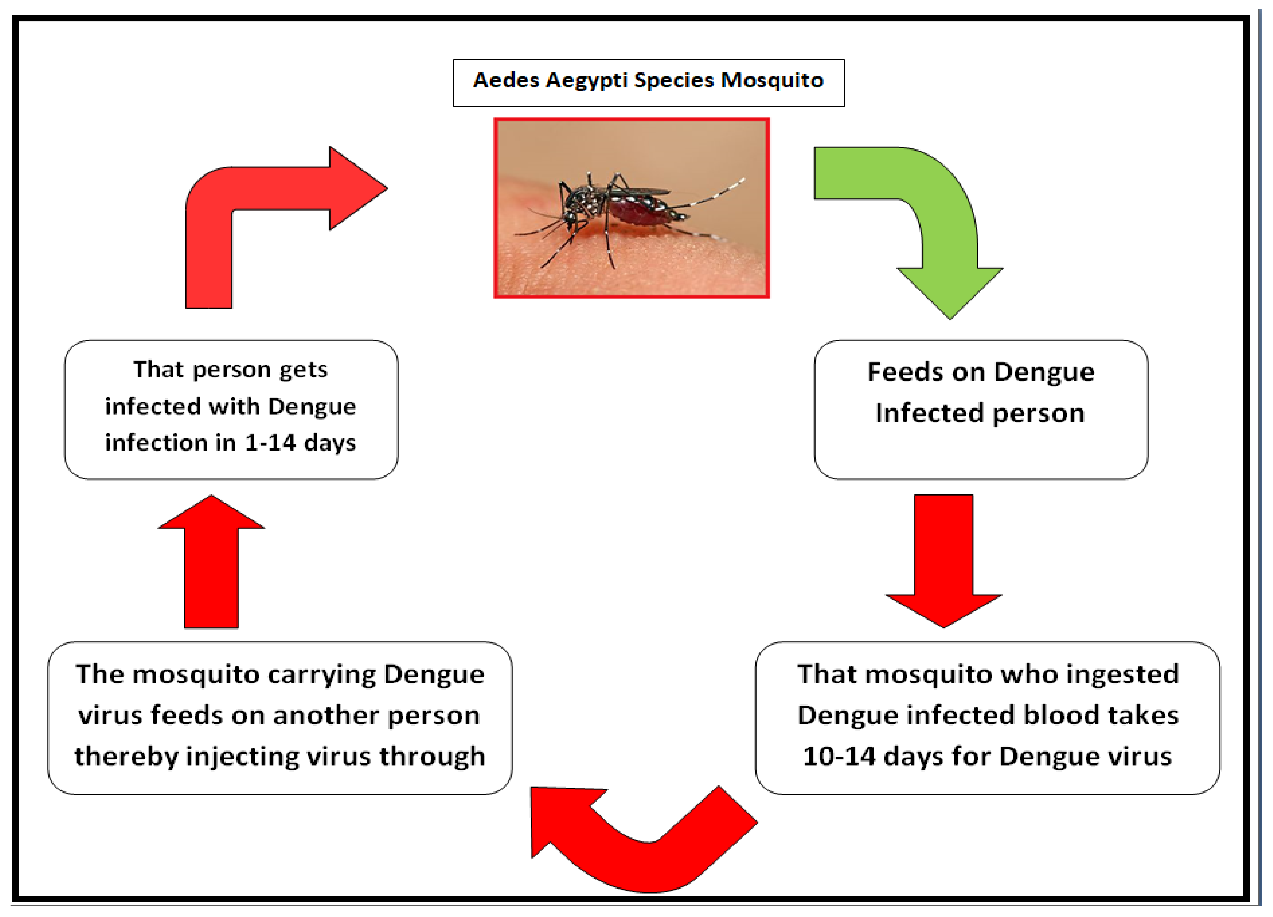 research work on dengue fever