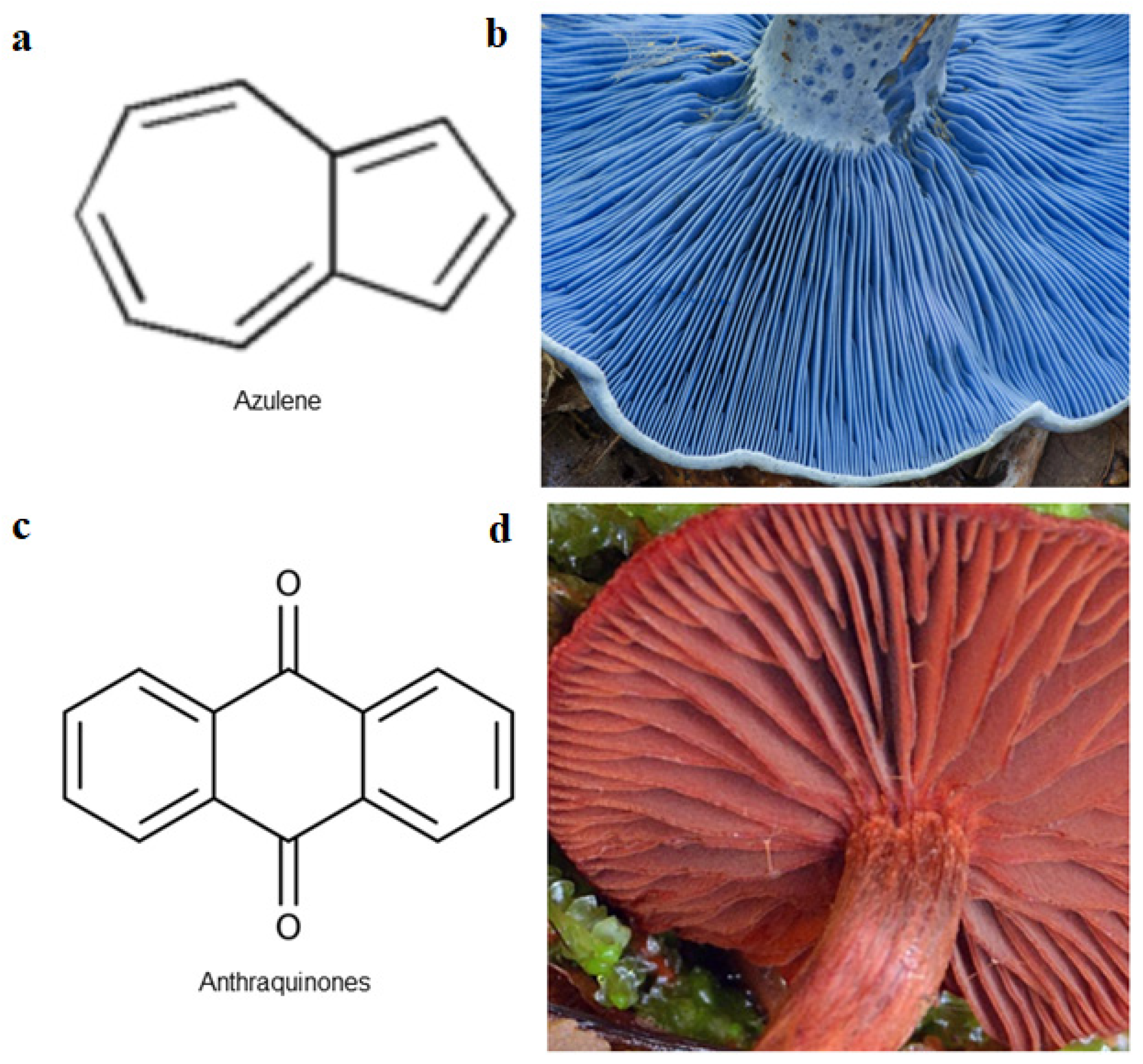 Sustainability | Free Full-Text | Roles of Medicinal Mushrooms as Natural  Food Dyes and Dye-Sensitised Solar Cells (DSSC): Synergy of Zero Hunger and  Affordable Energy for Sustainable Development