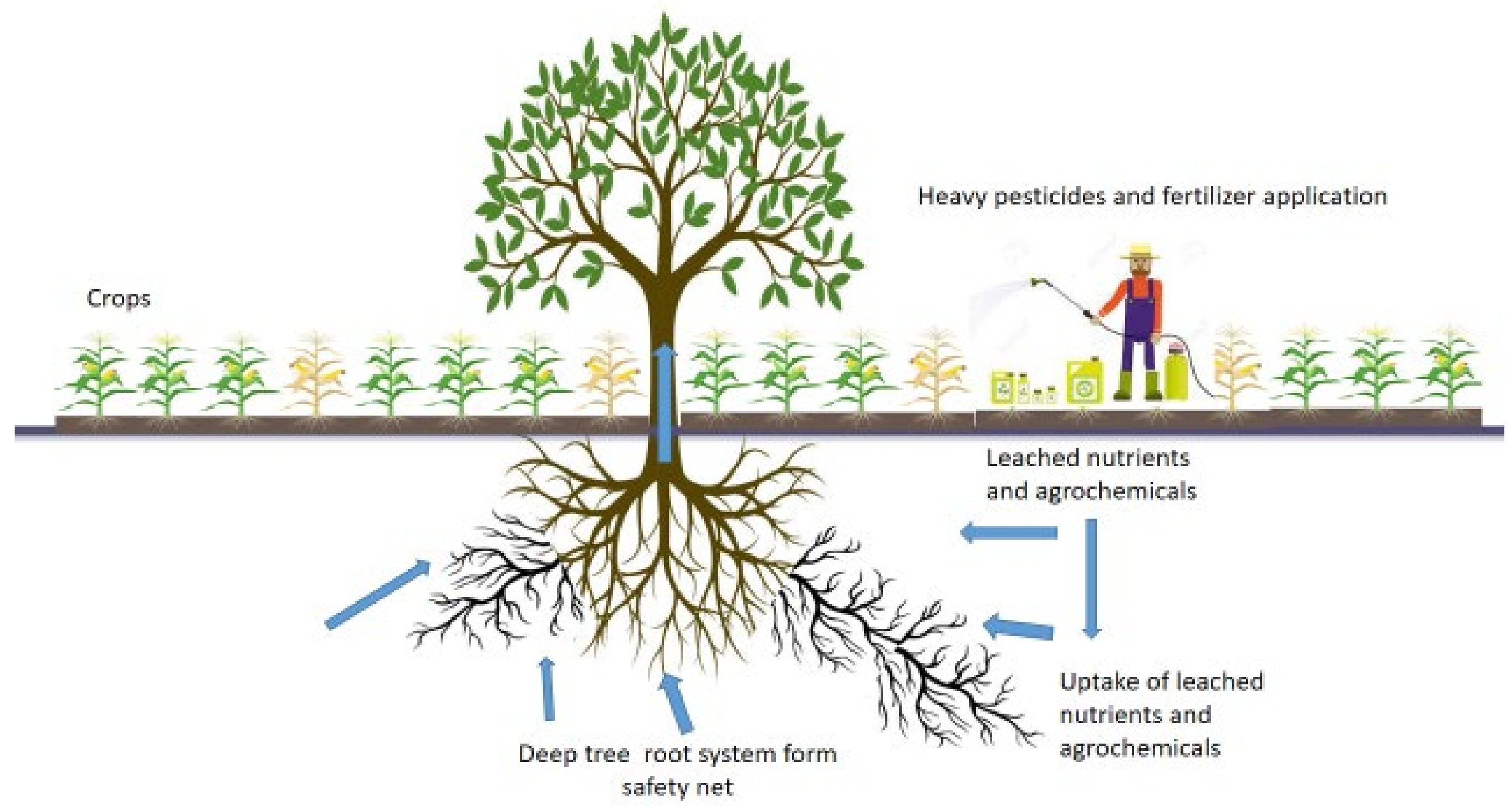 The Benefits of Plant-Based Diets and Links to Agroforestry - EcoMatcher